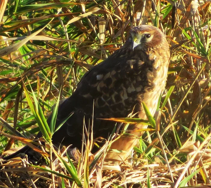 Northern Harrier, Steigerwald Wildlife Refuge, Washington
