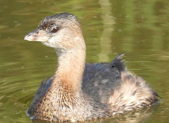 Pied-Billed Grebe, Ridgefield Wildlife Refuge, Washington