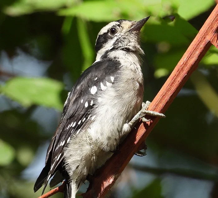 Woodpecker, Steigerwald Wildlife Refuge, Washington