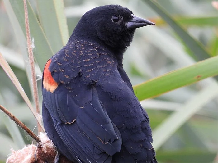 Red-Winged Blackbird, Local Wetlands, Oregon