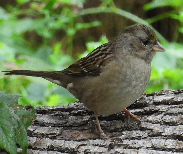 Golden-Crowned Sparrow, Kiwa Trail, Washington