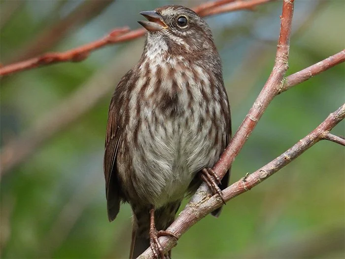 Song Sparrow, Noble Woods, Oregon