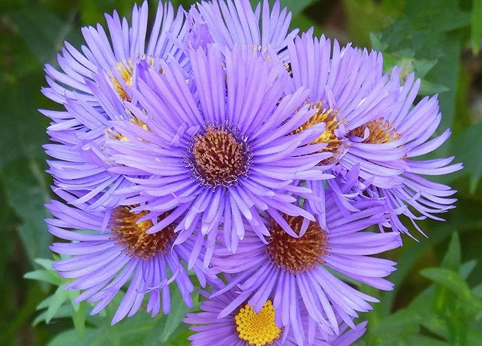 Asters, Elk Rock Garden, Oregon