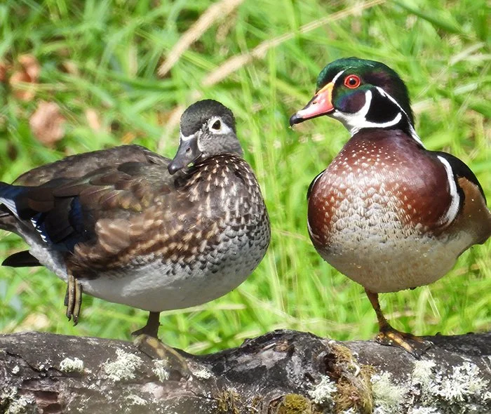 Wood Ducks, Ridgefield Wildlife Refuge, Washington