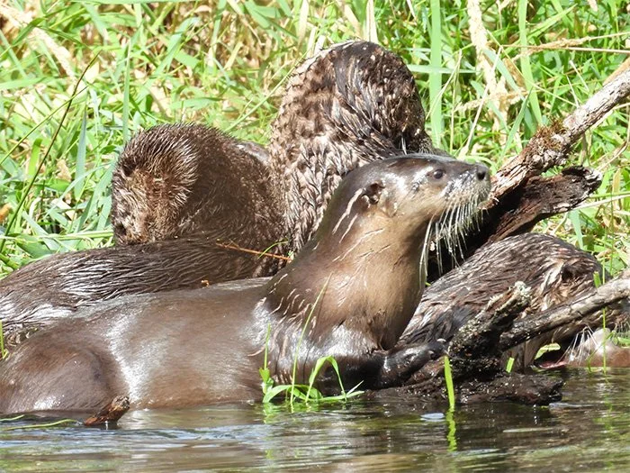 Otters, Ridgefield Wildlife Refuge, Washington
