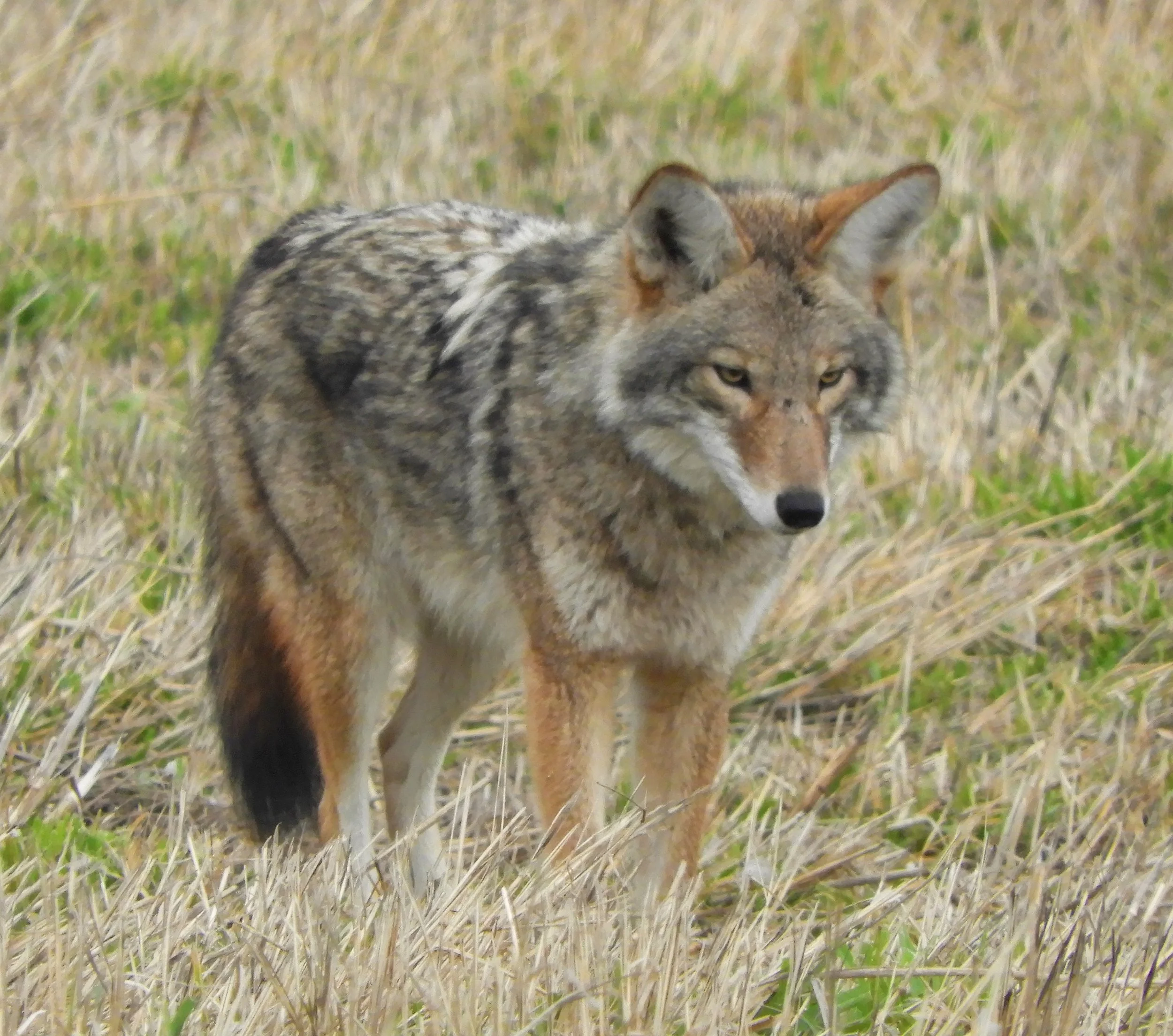 Coyote