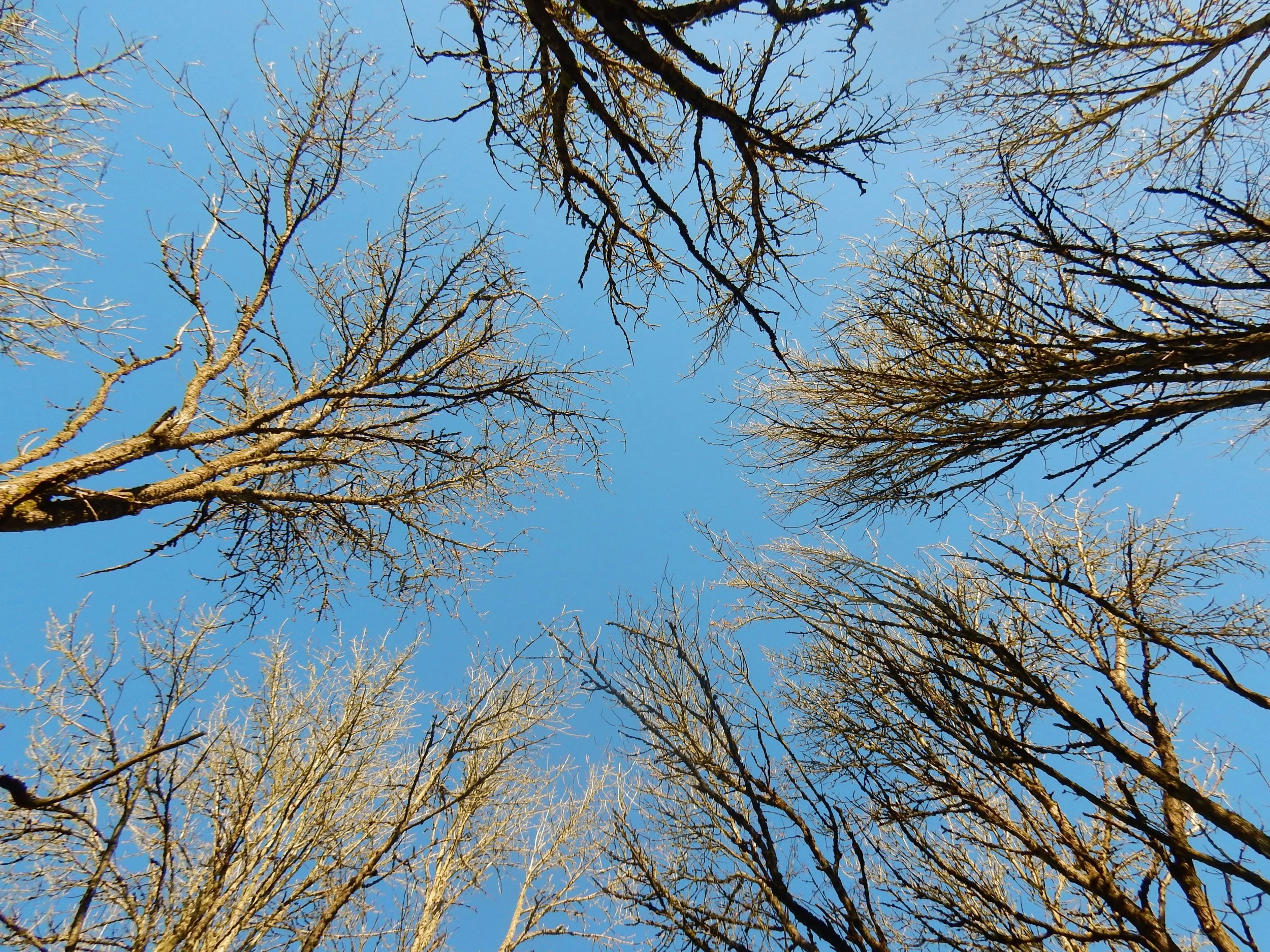 Trees