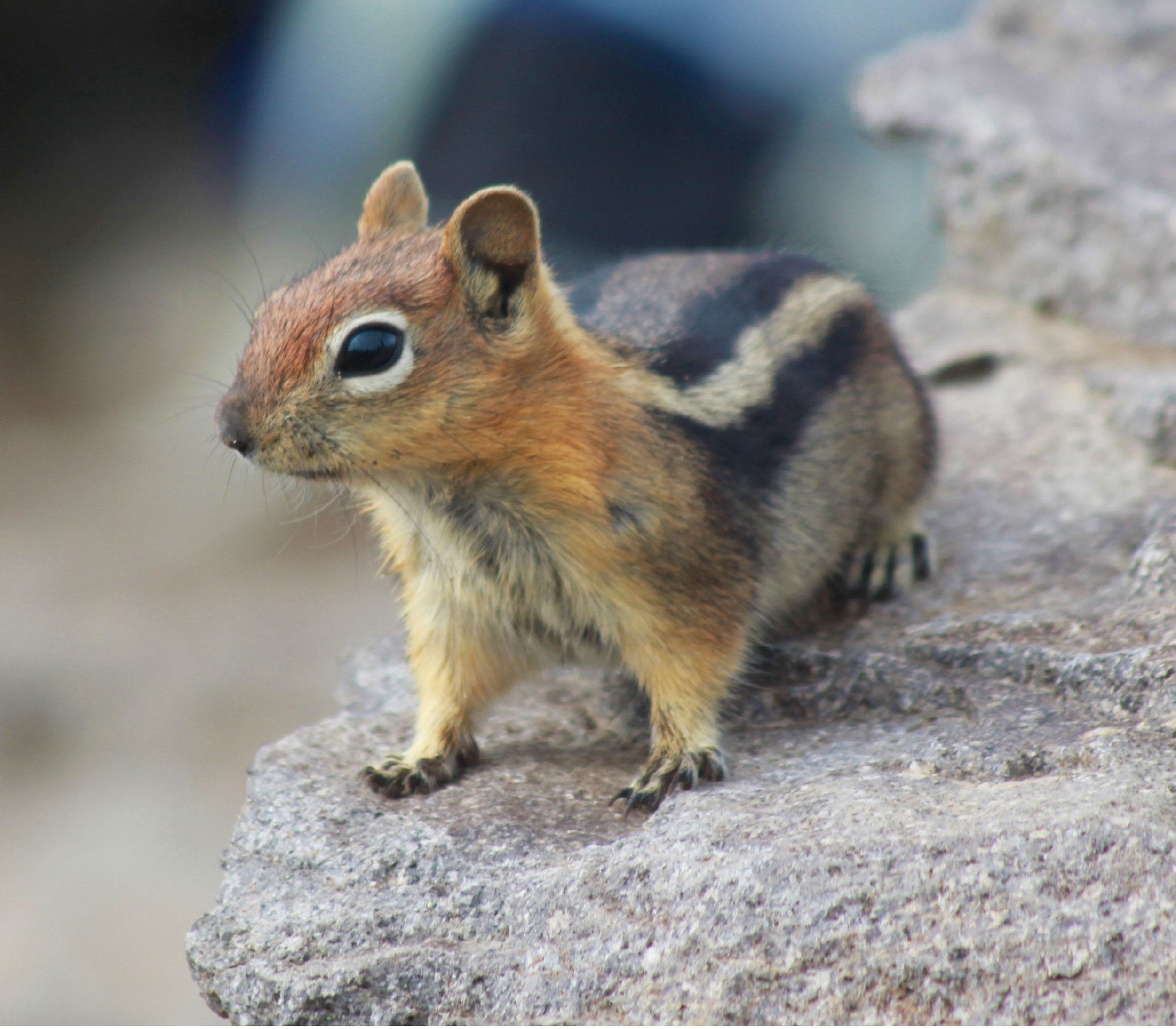 Ground Squirrel