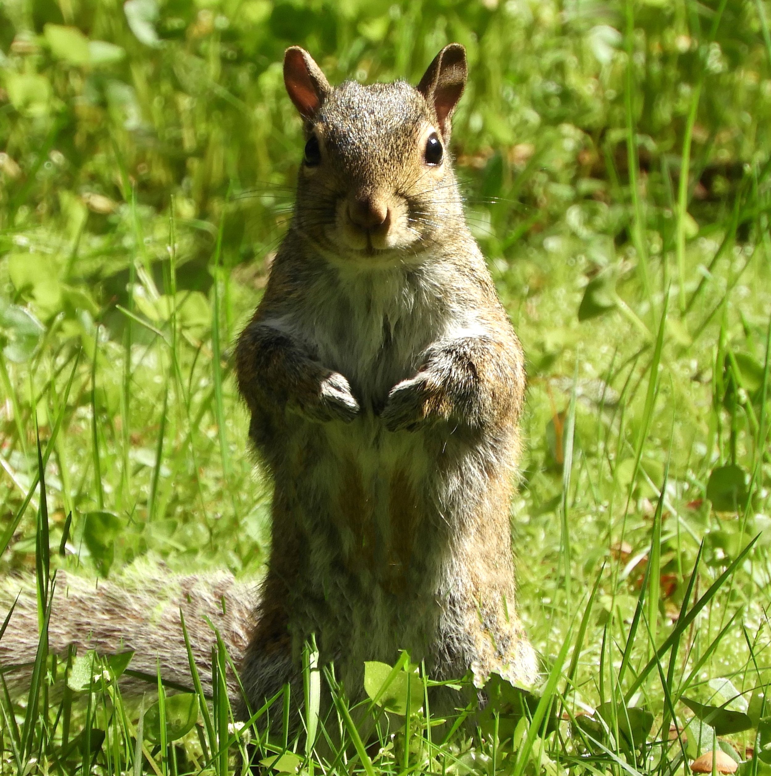 Squirrel