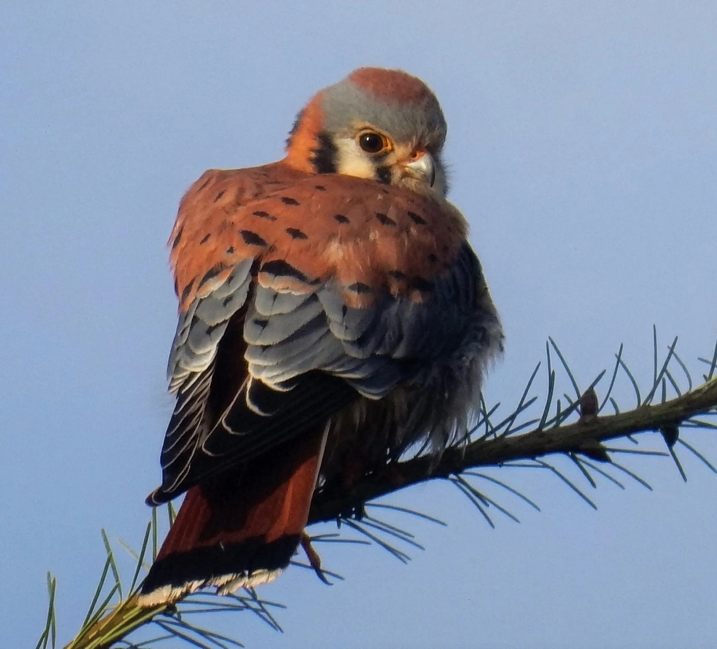 Kestrel