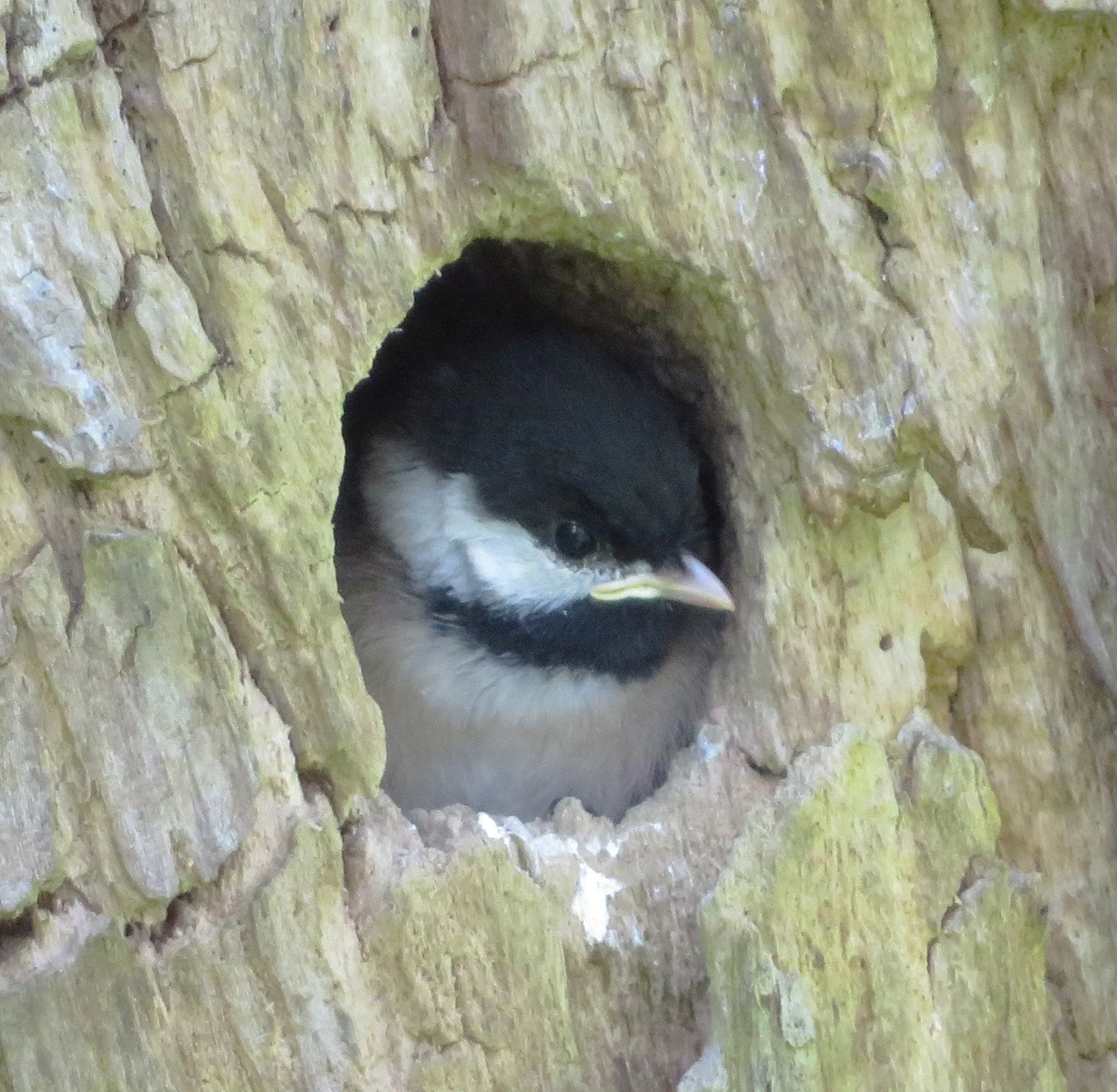 Chickadee