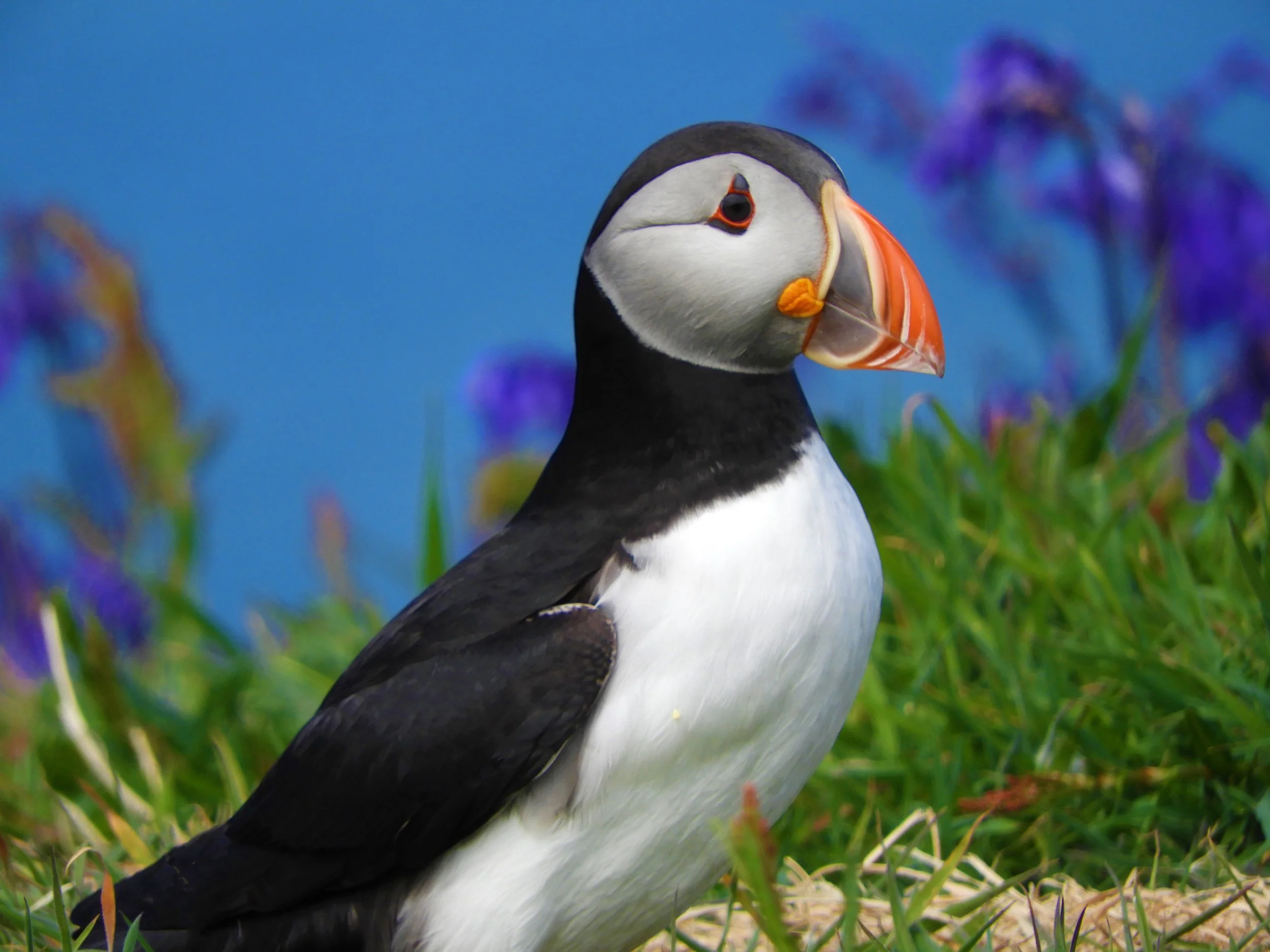 Puffin