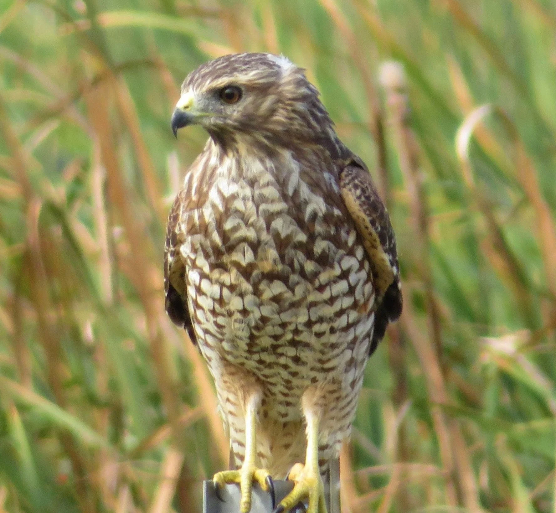 Hawk
