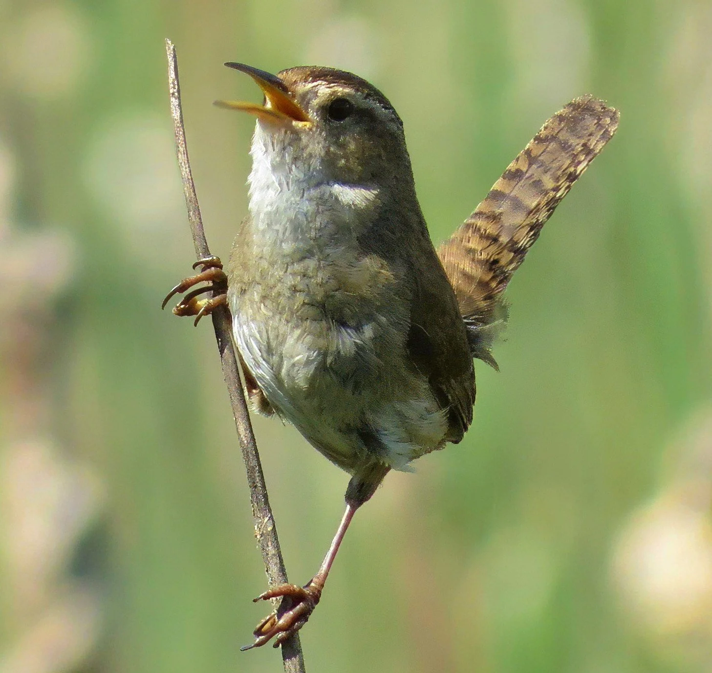 Marsh Wren