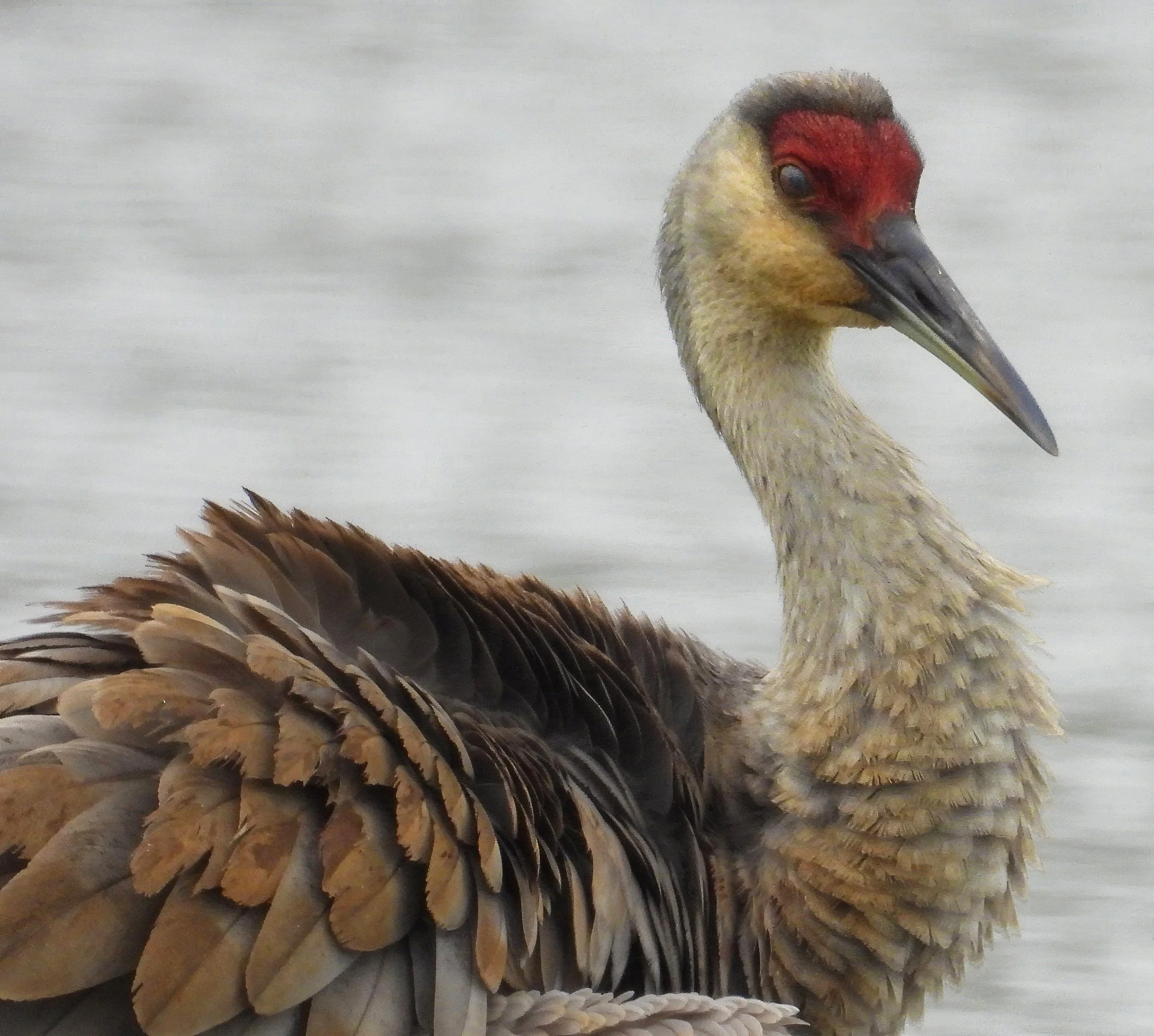 Sandhill Crane