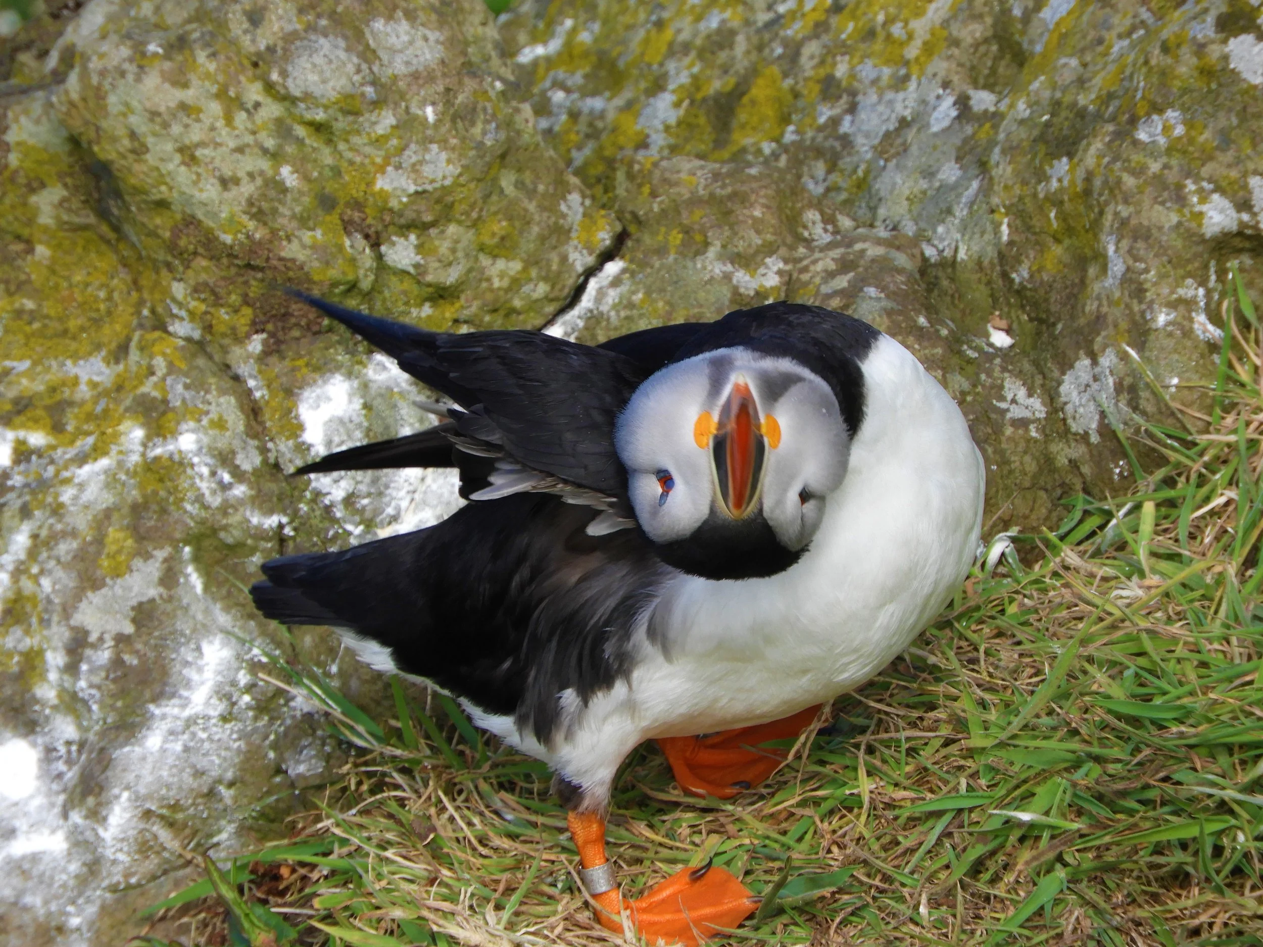Puffin