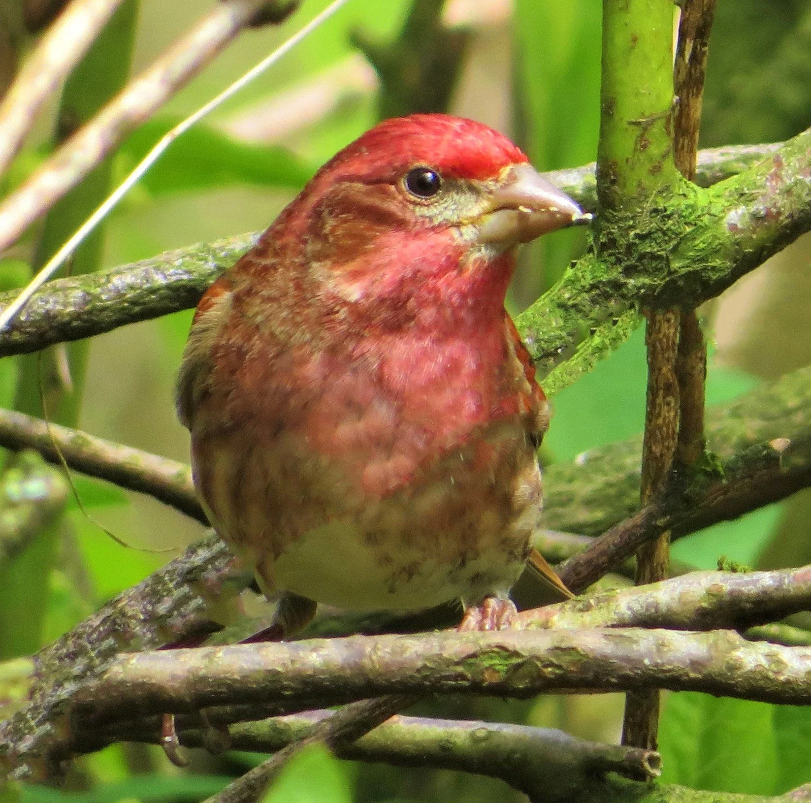 Purple Finch