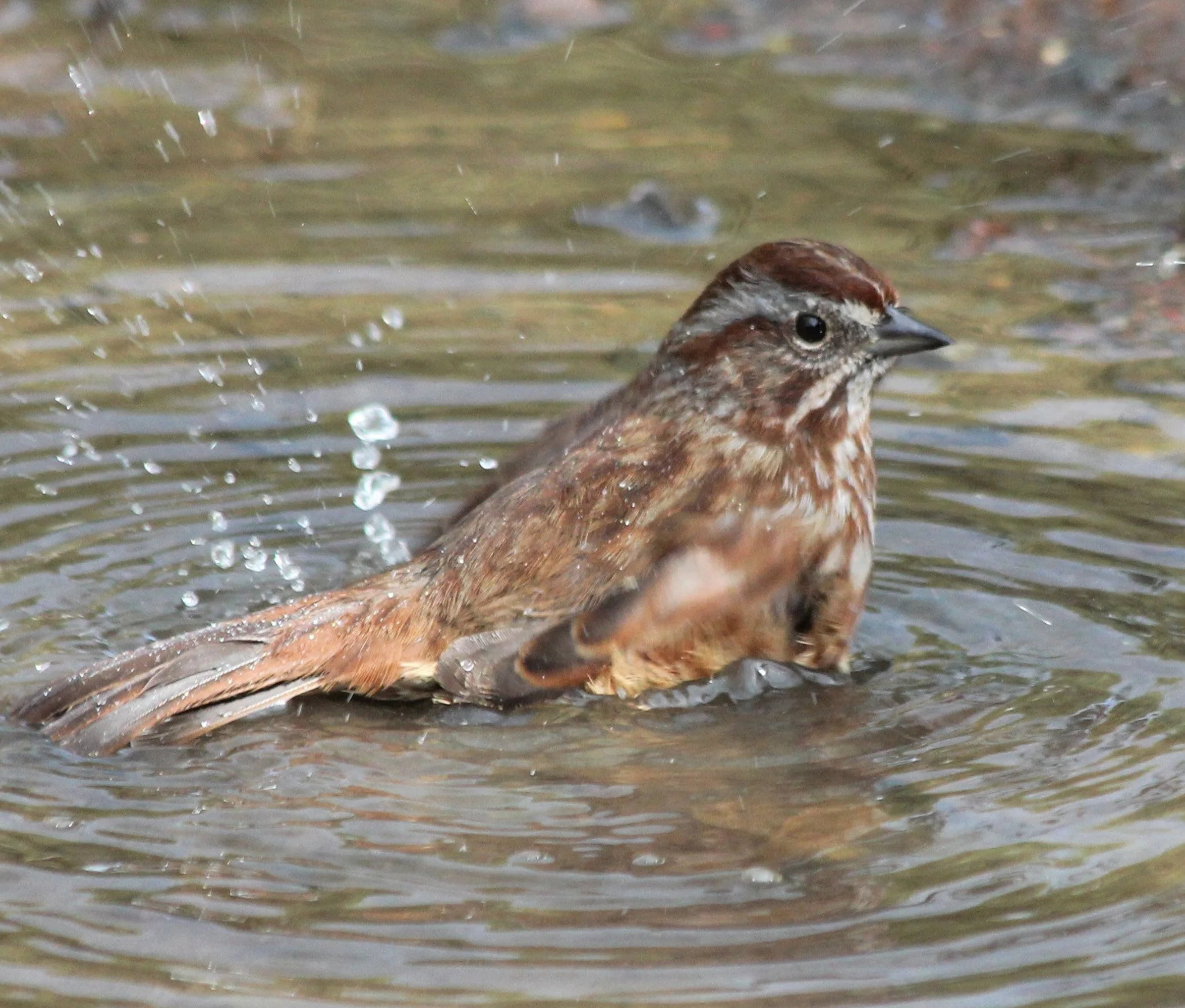 Sparrow