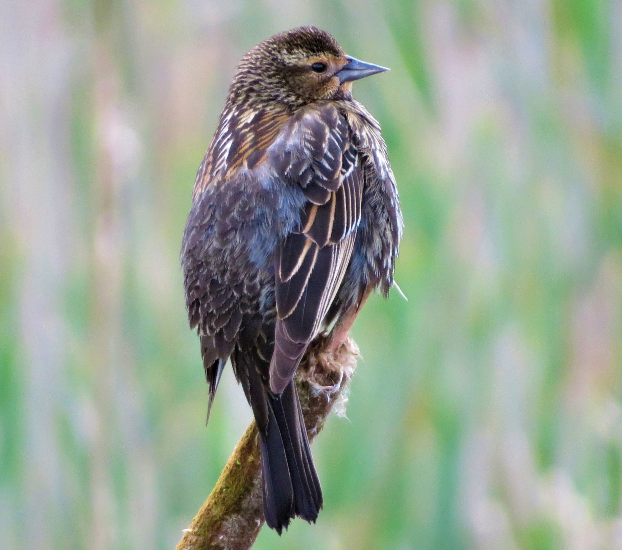 Red-Winged Blackbird