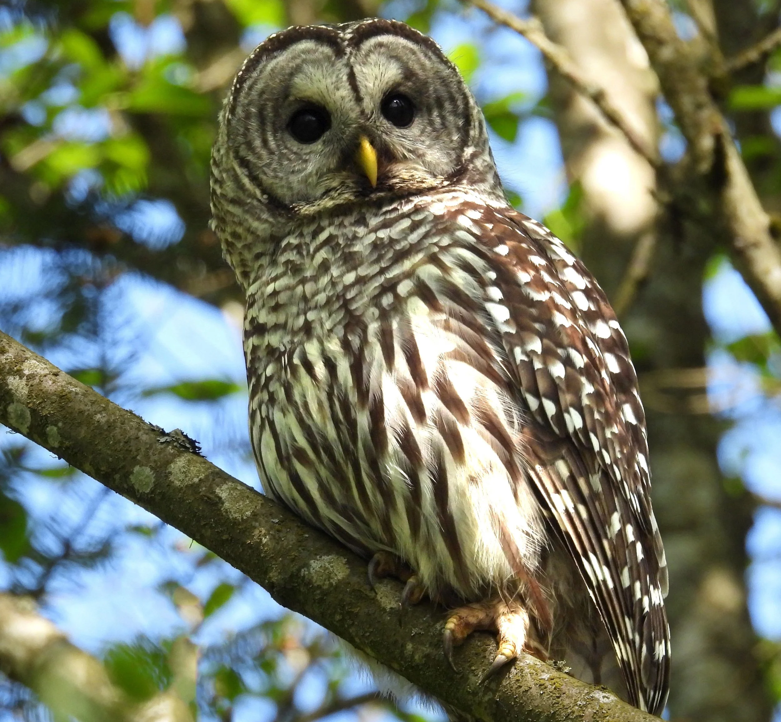 Barred owl