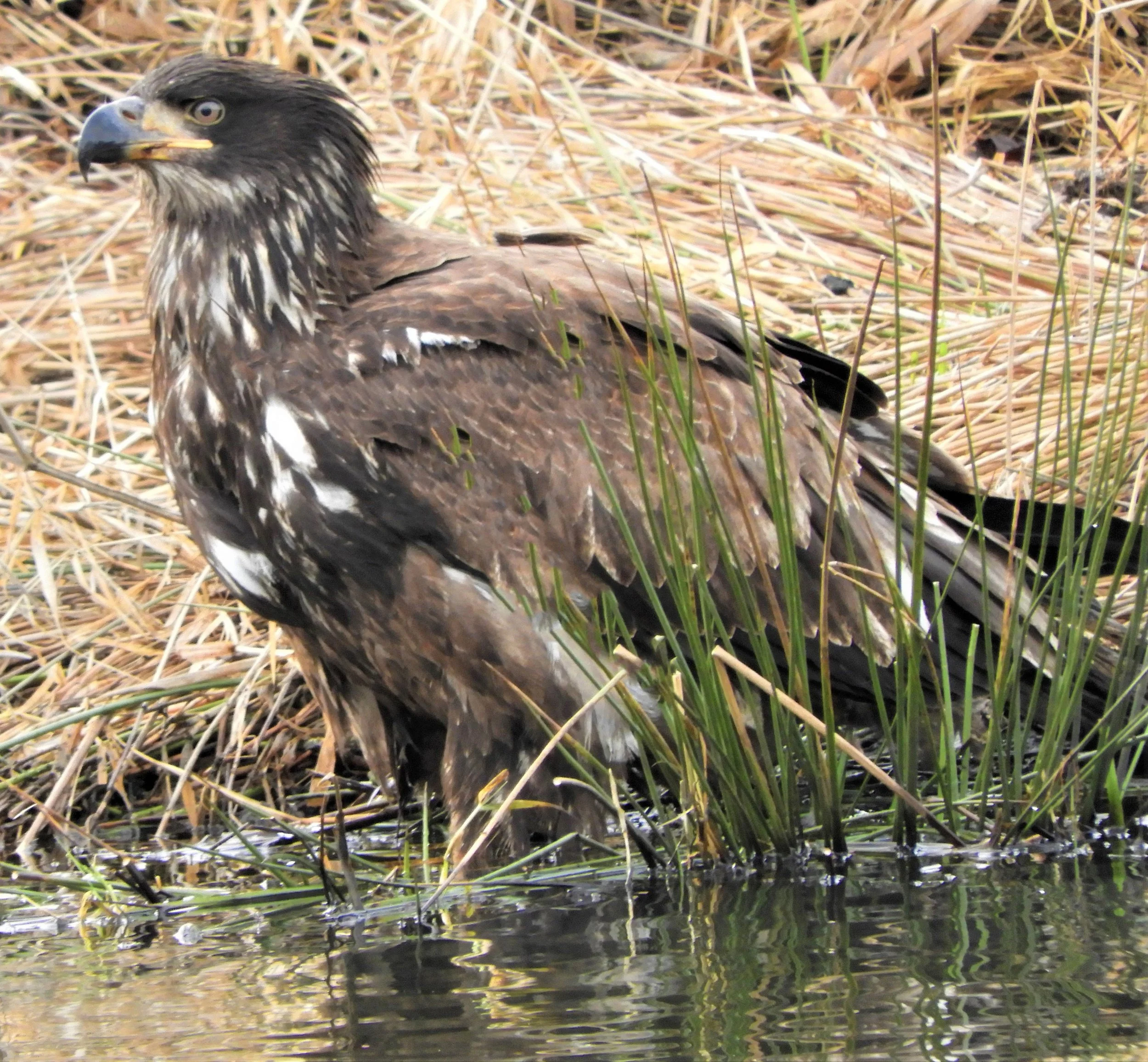 Eagle