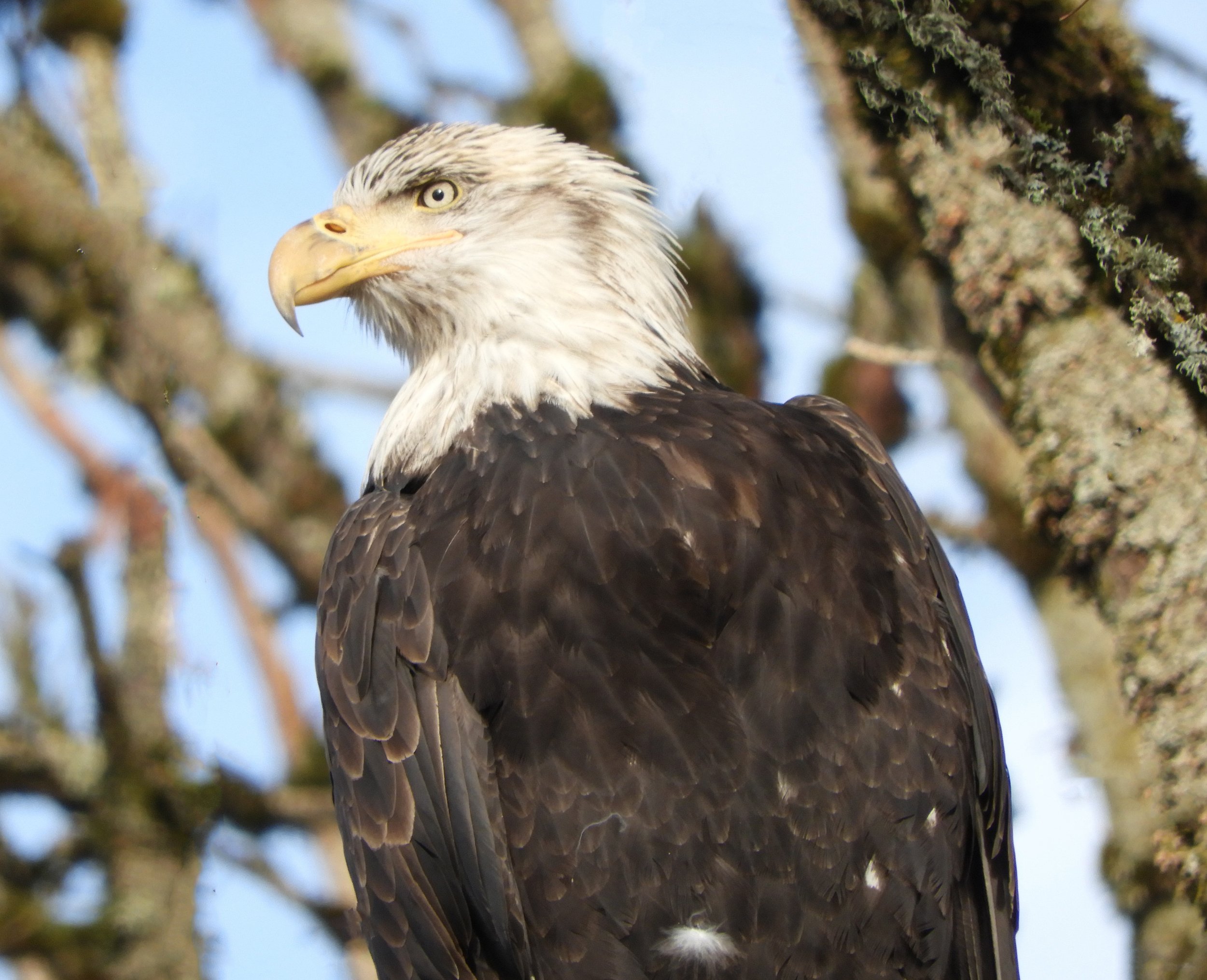 Eagle