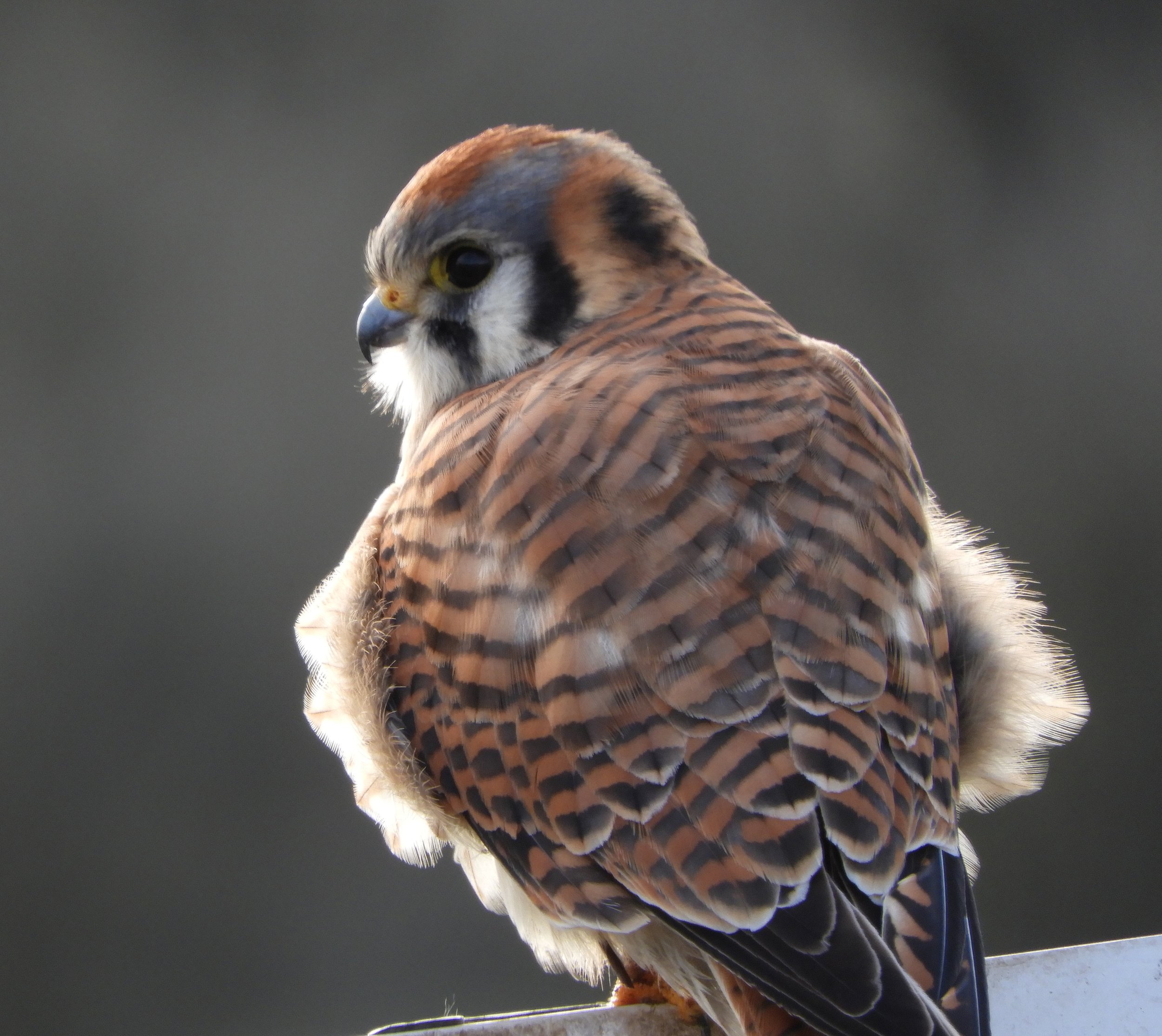 Kestrel