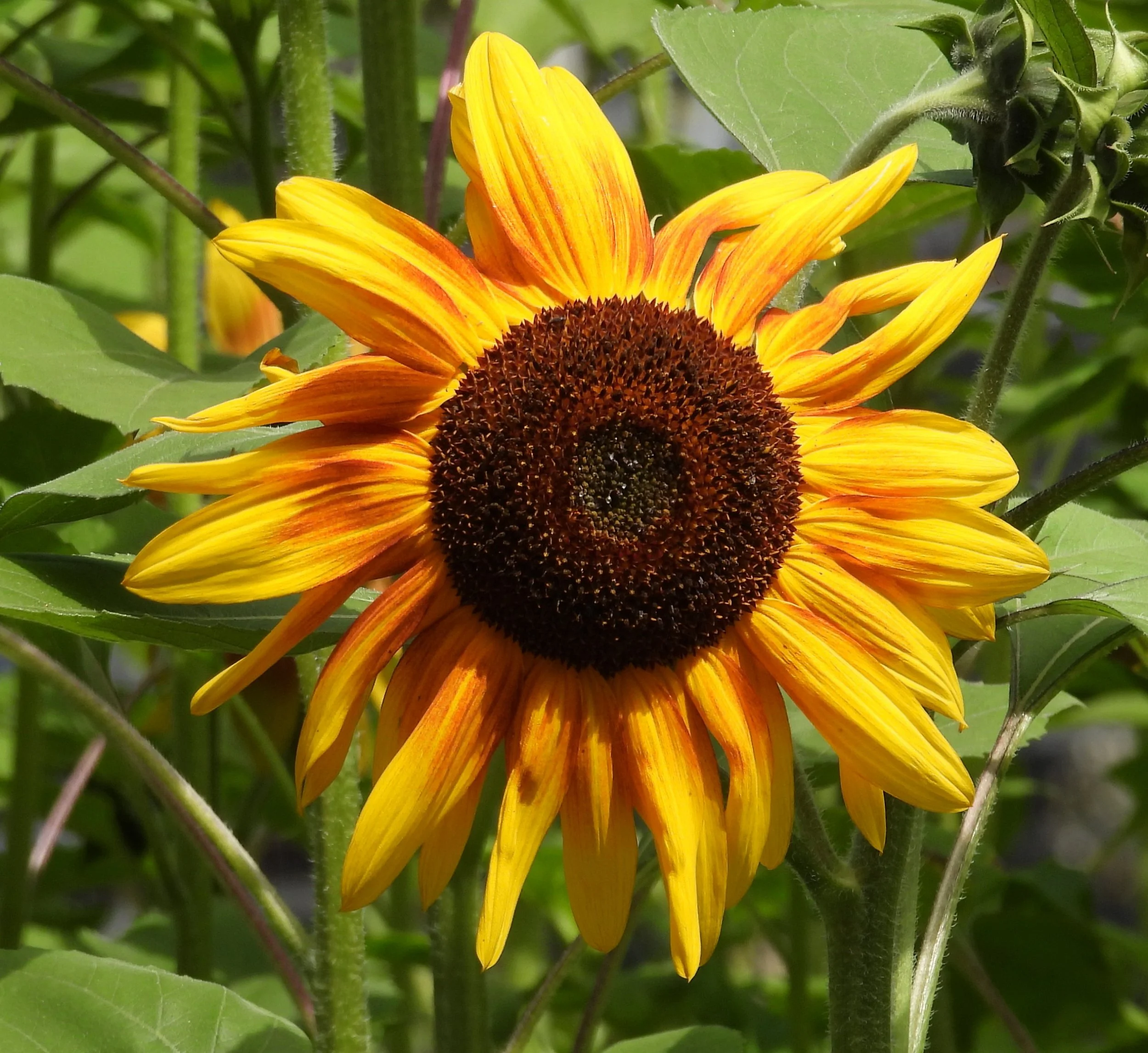Sunflower