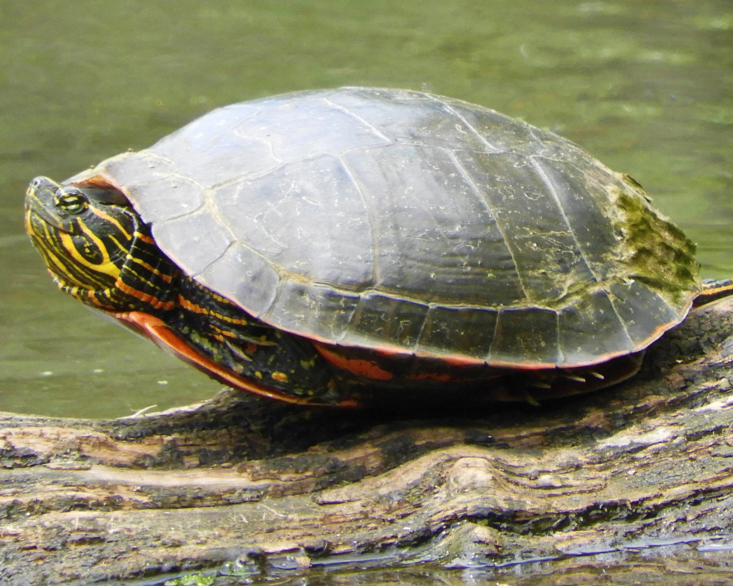 Turtle