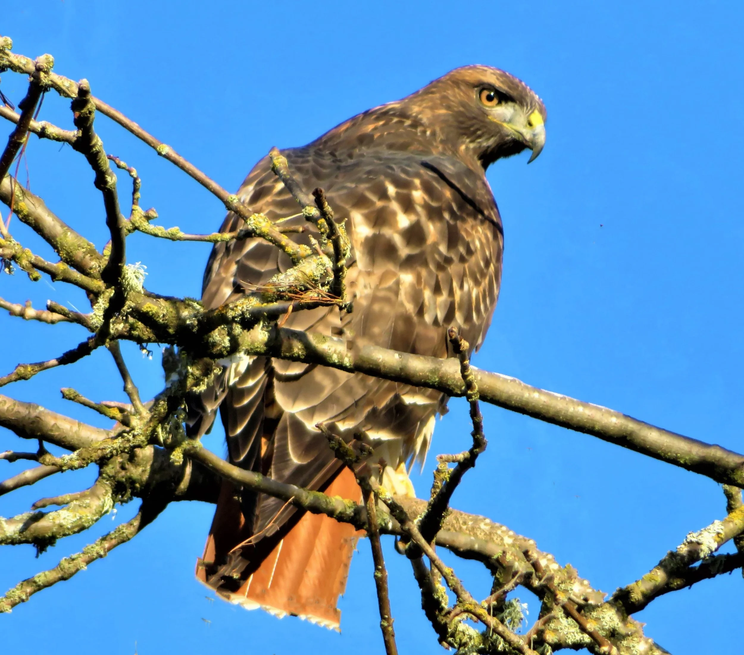 Hawk