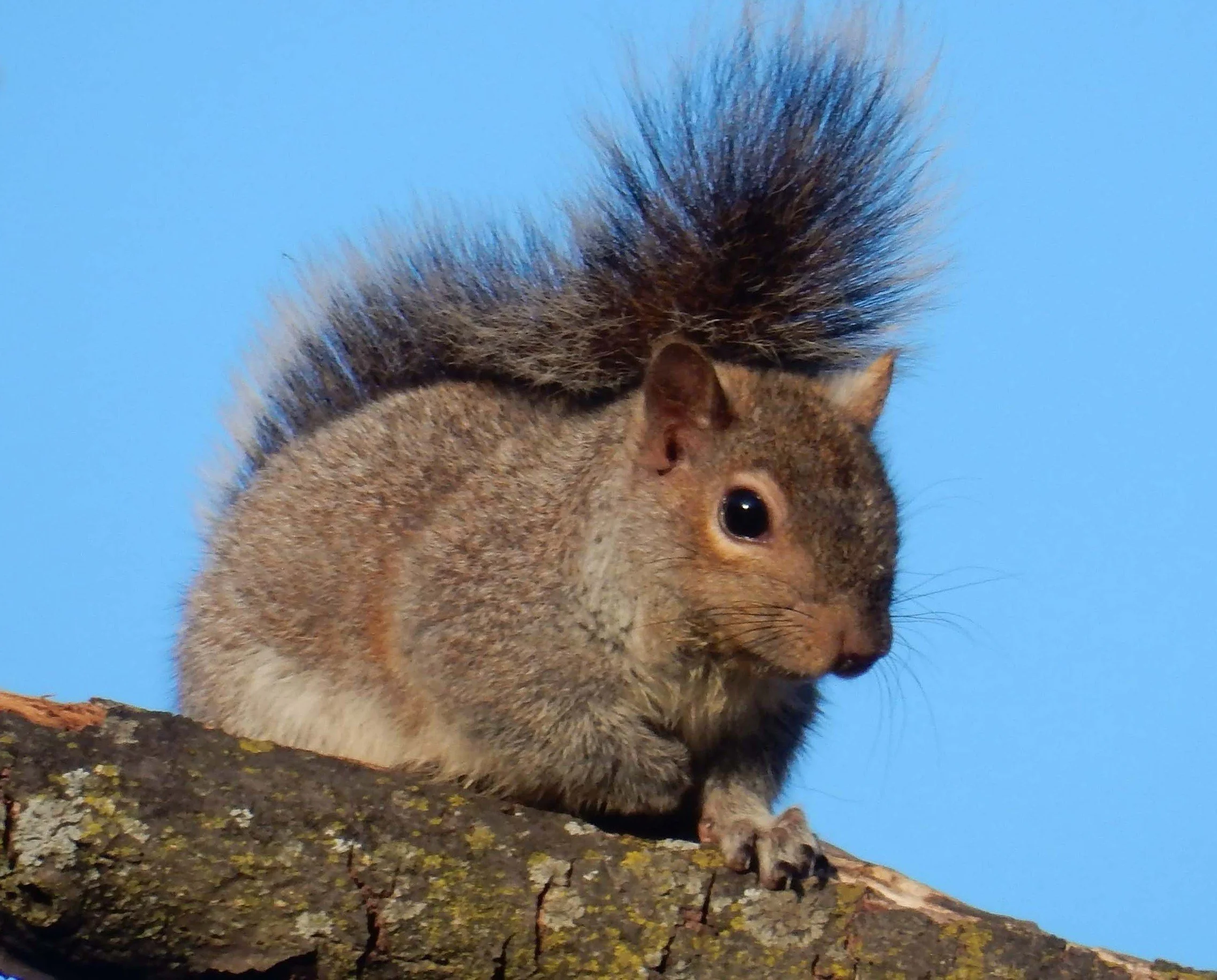 Squirrel