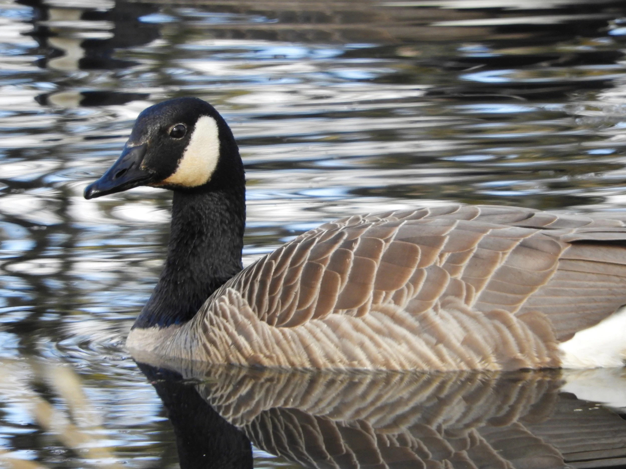 Canada Goose