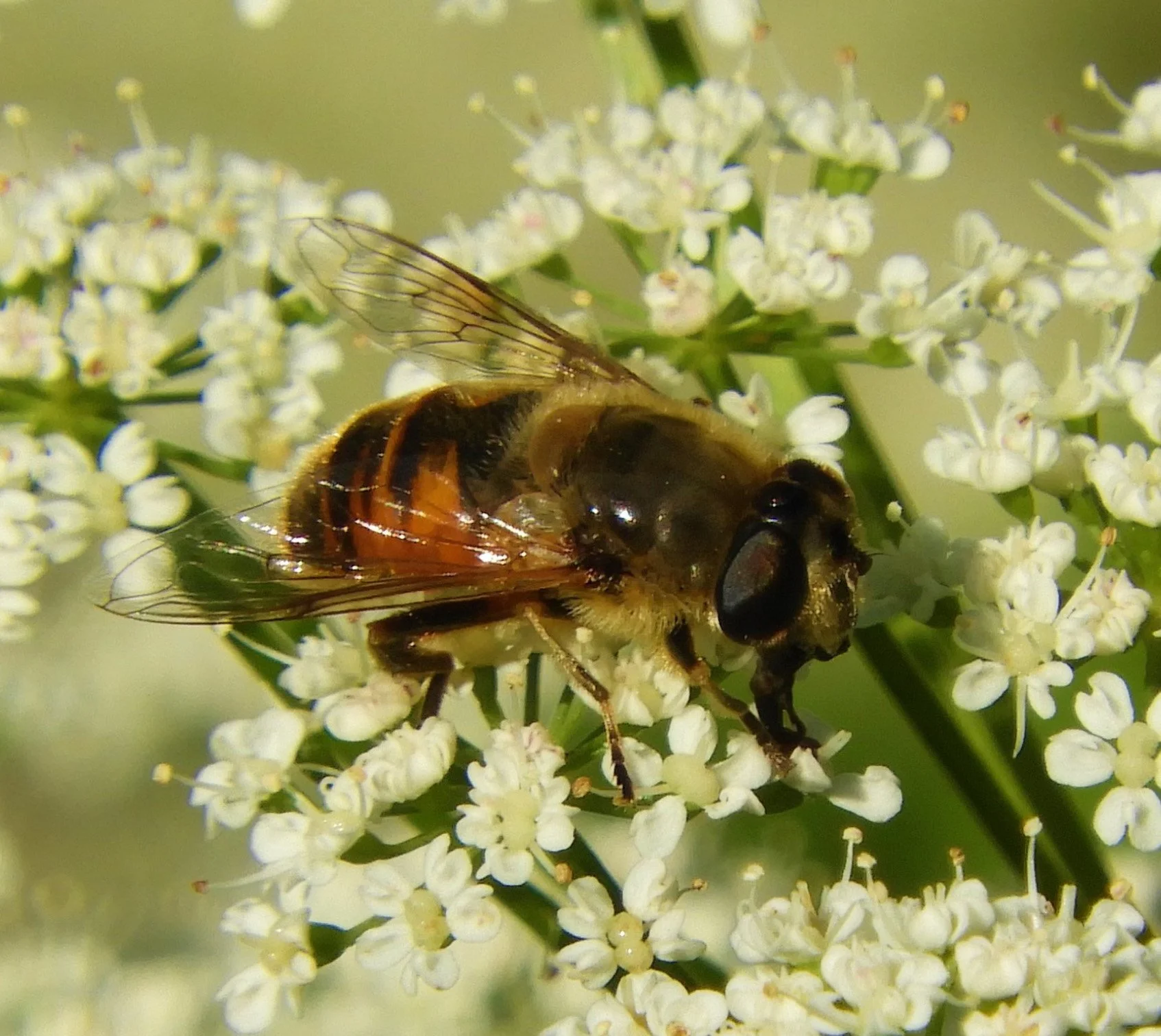 Bee
