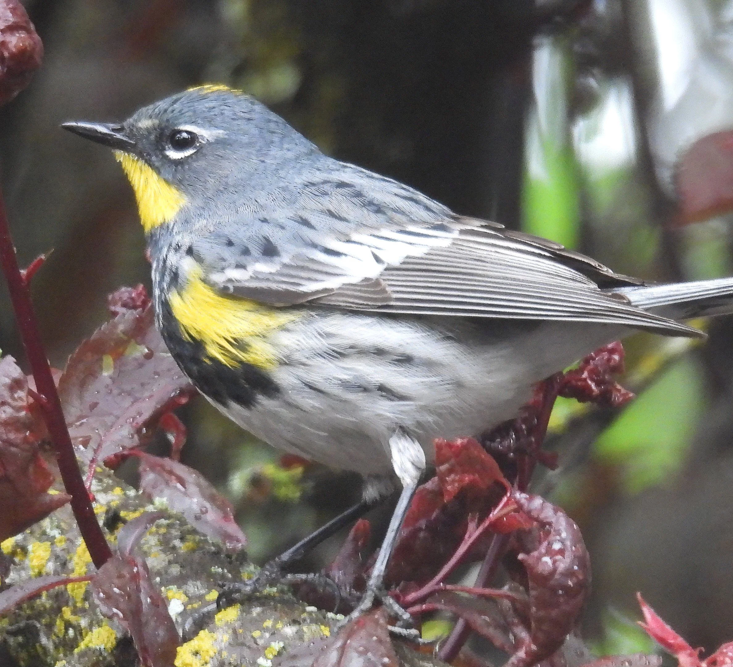 Warbler
