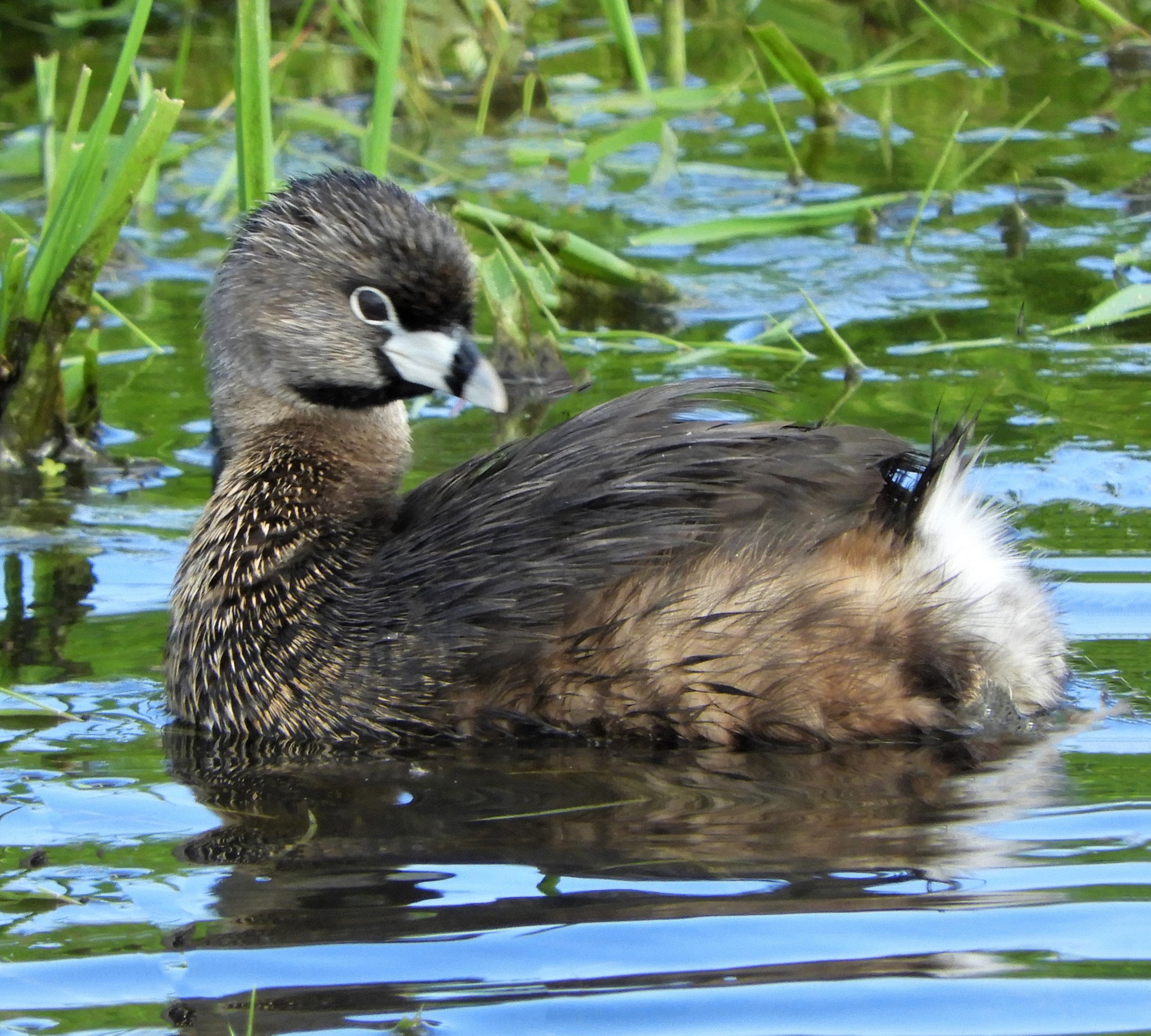 Pied-Billed Grebe