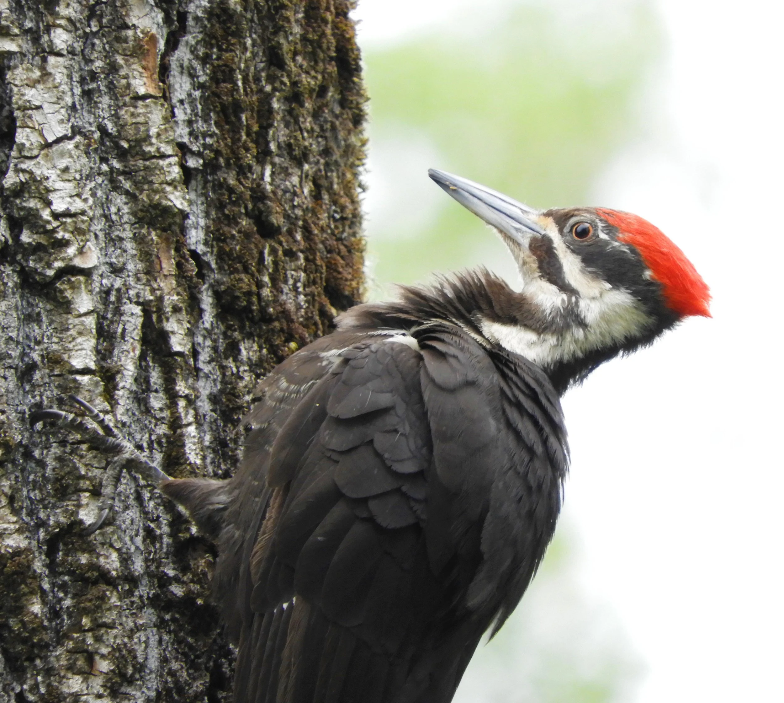 Pileated Woodpecker