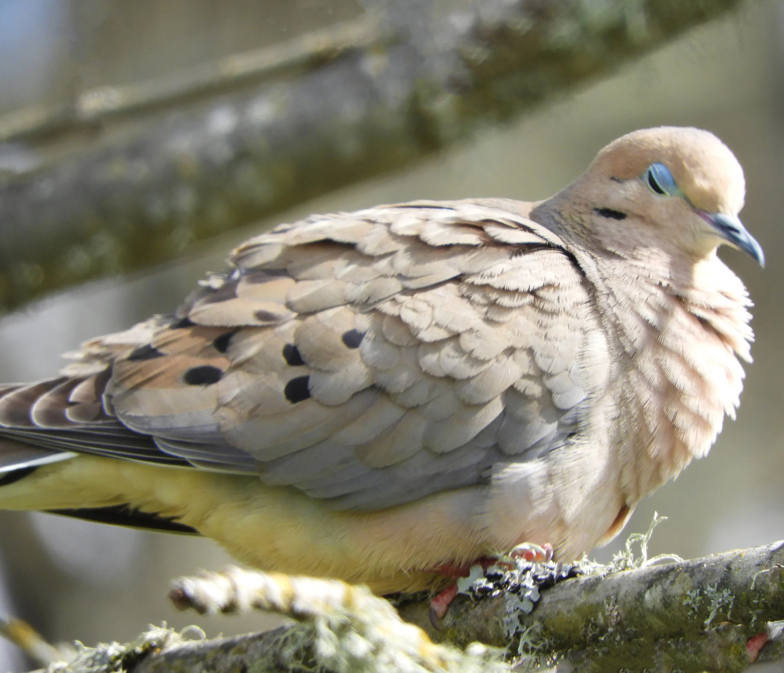 Mourning Dove