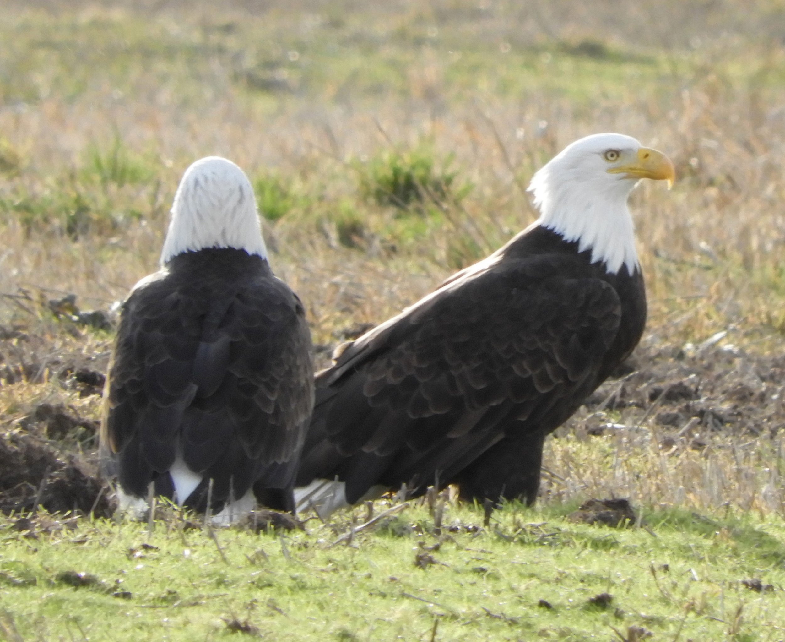 Eagles