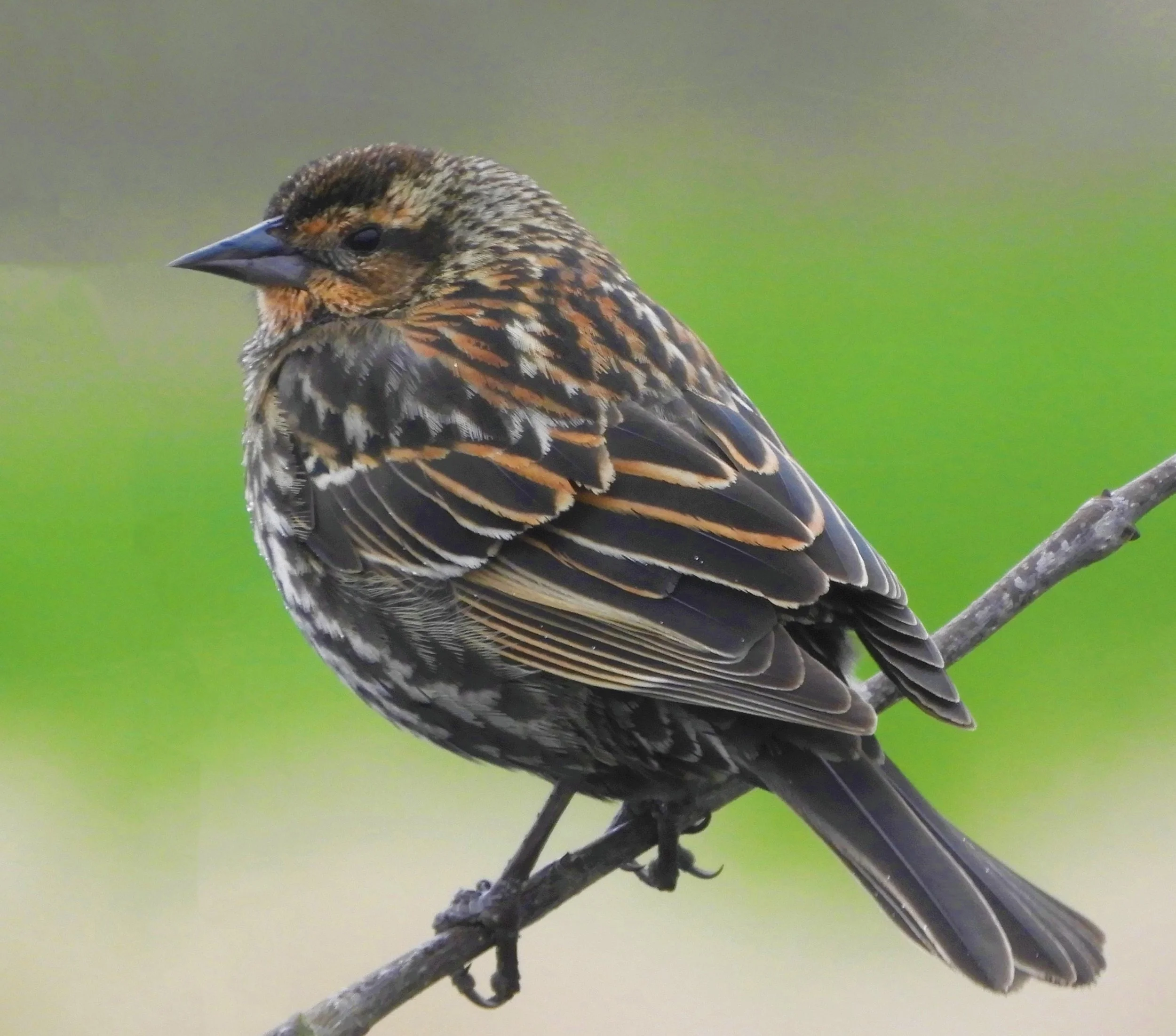 Red-Winged Blackbird