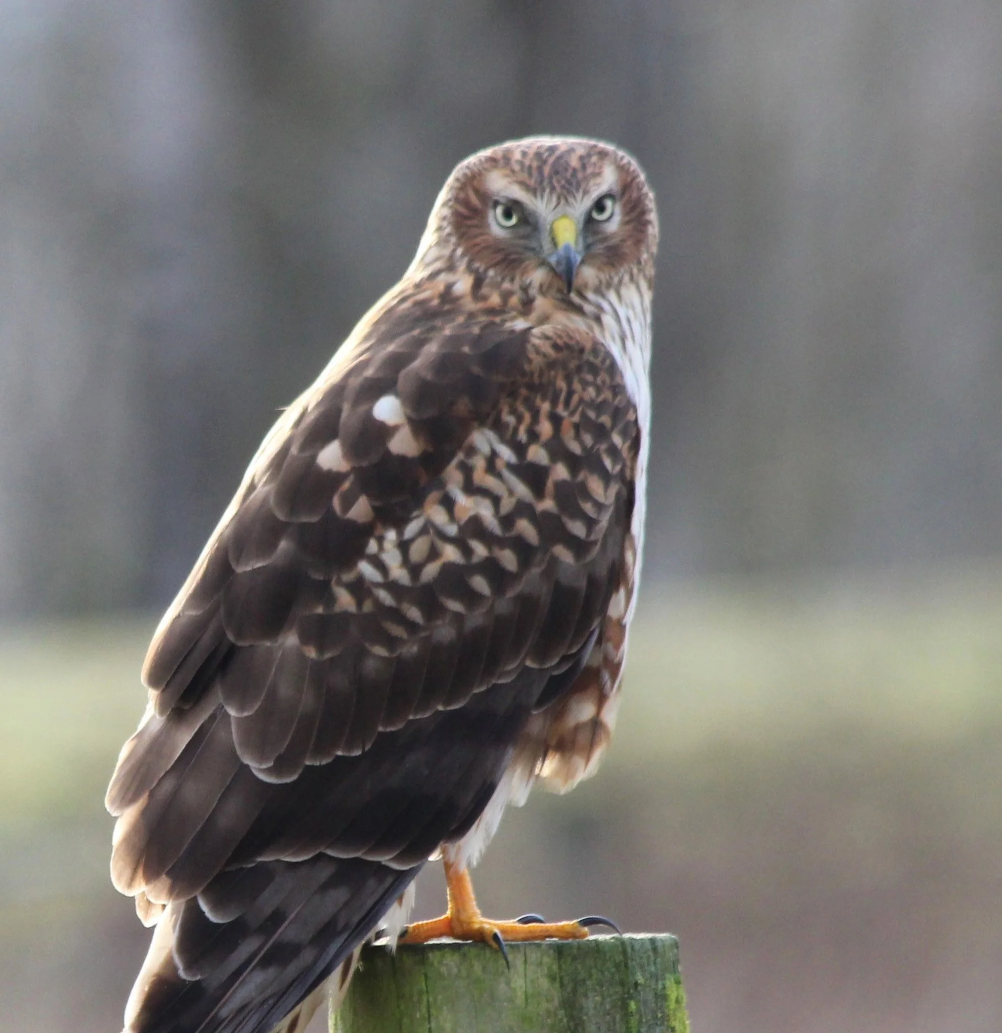 Northern Harrier