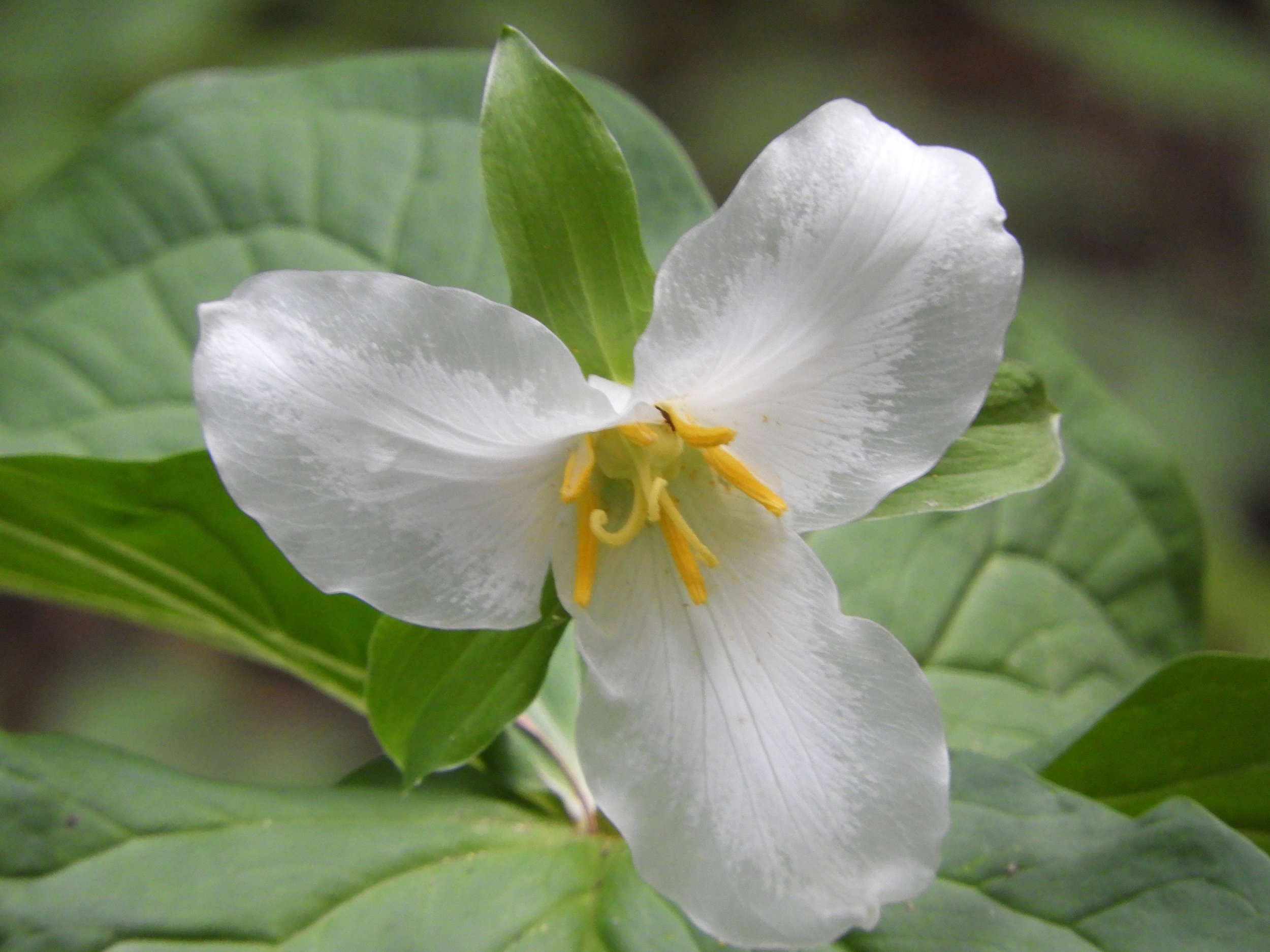 Trillium