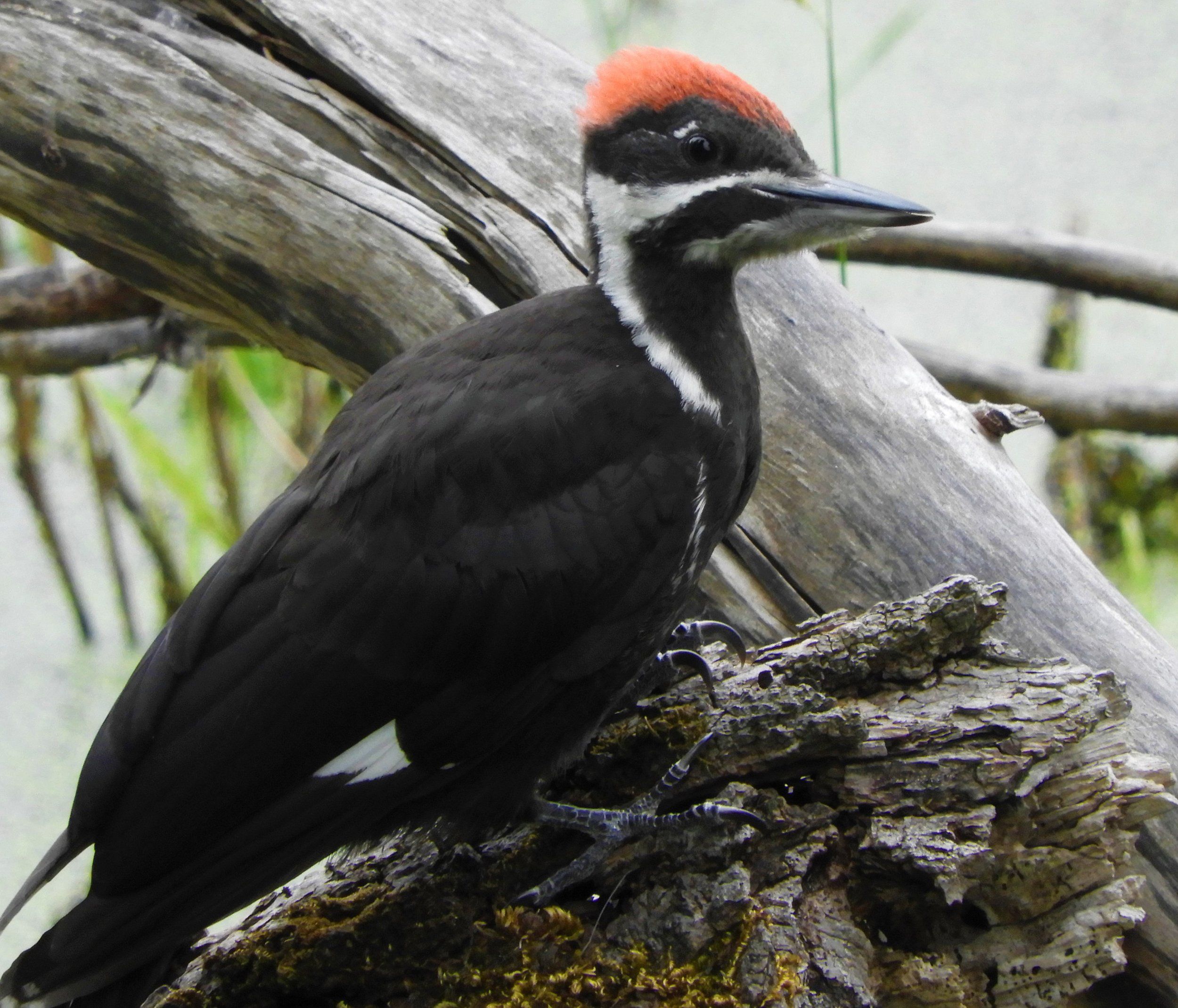 Pileated Woodpecker