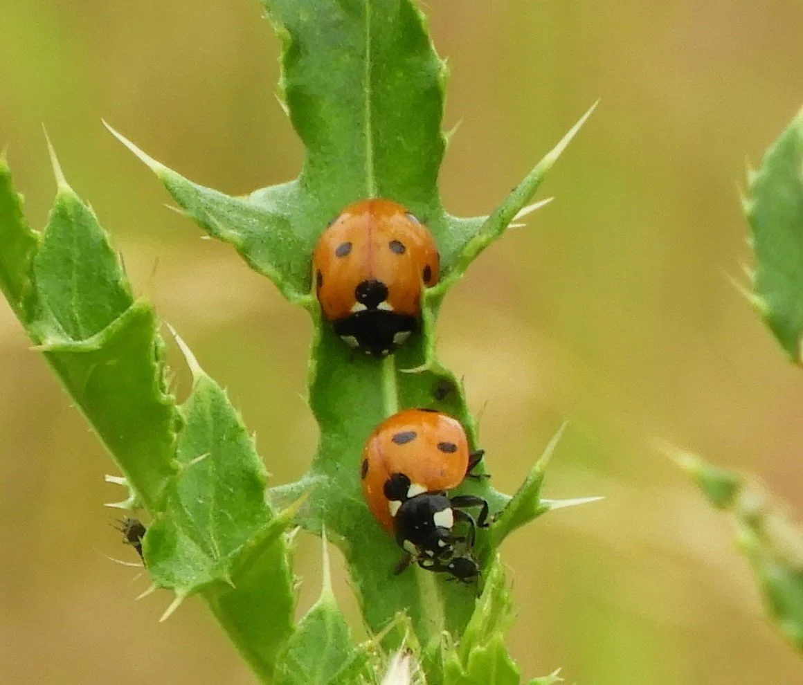 Ladybugs