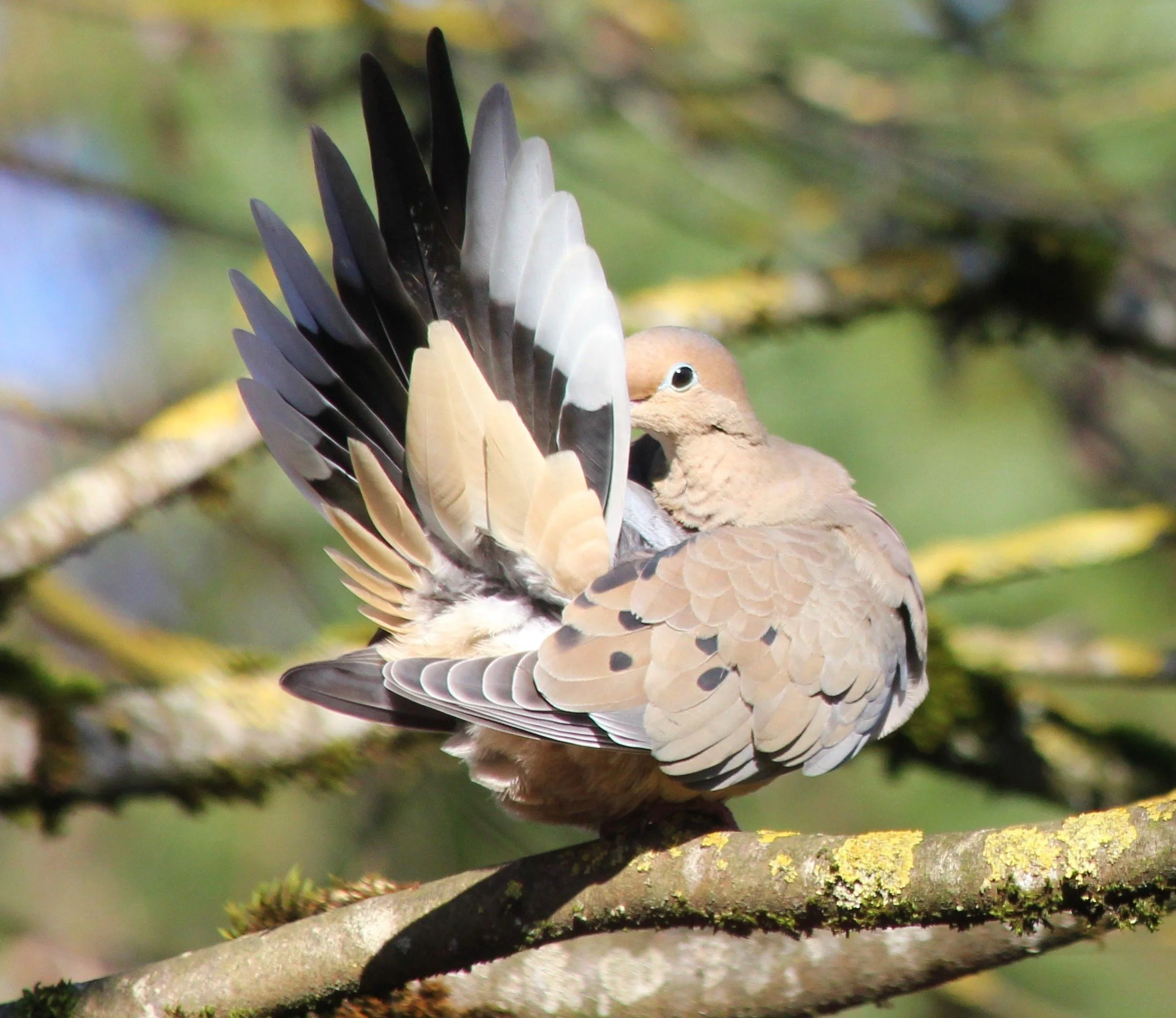 Dove