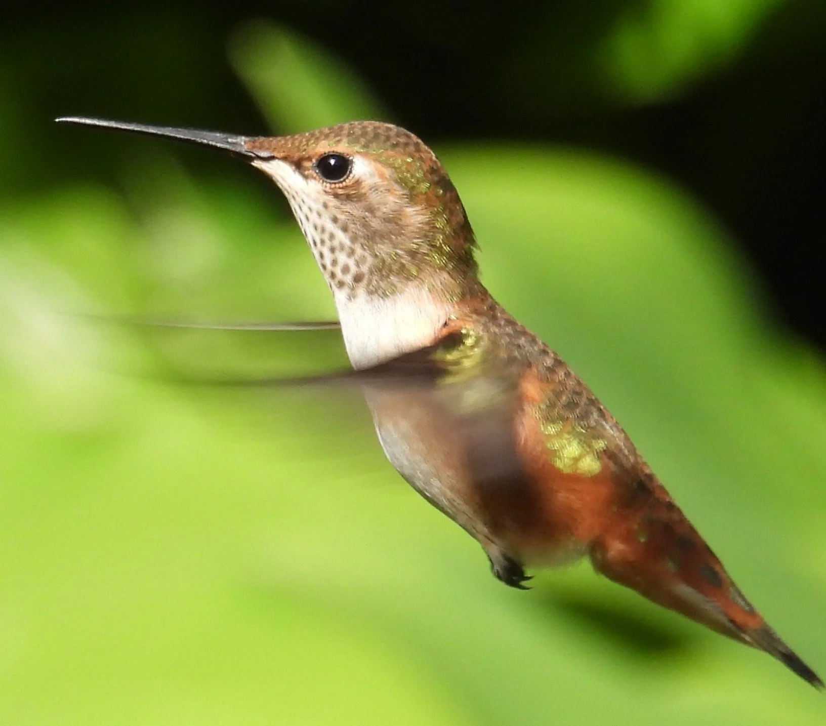Hummingbird