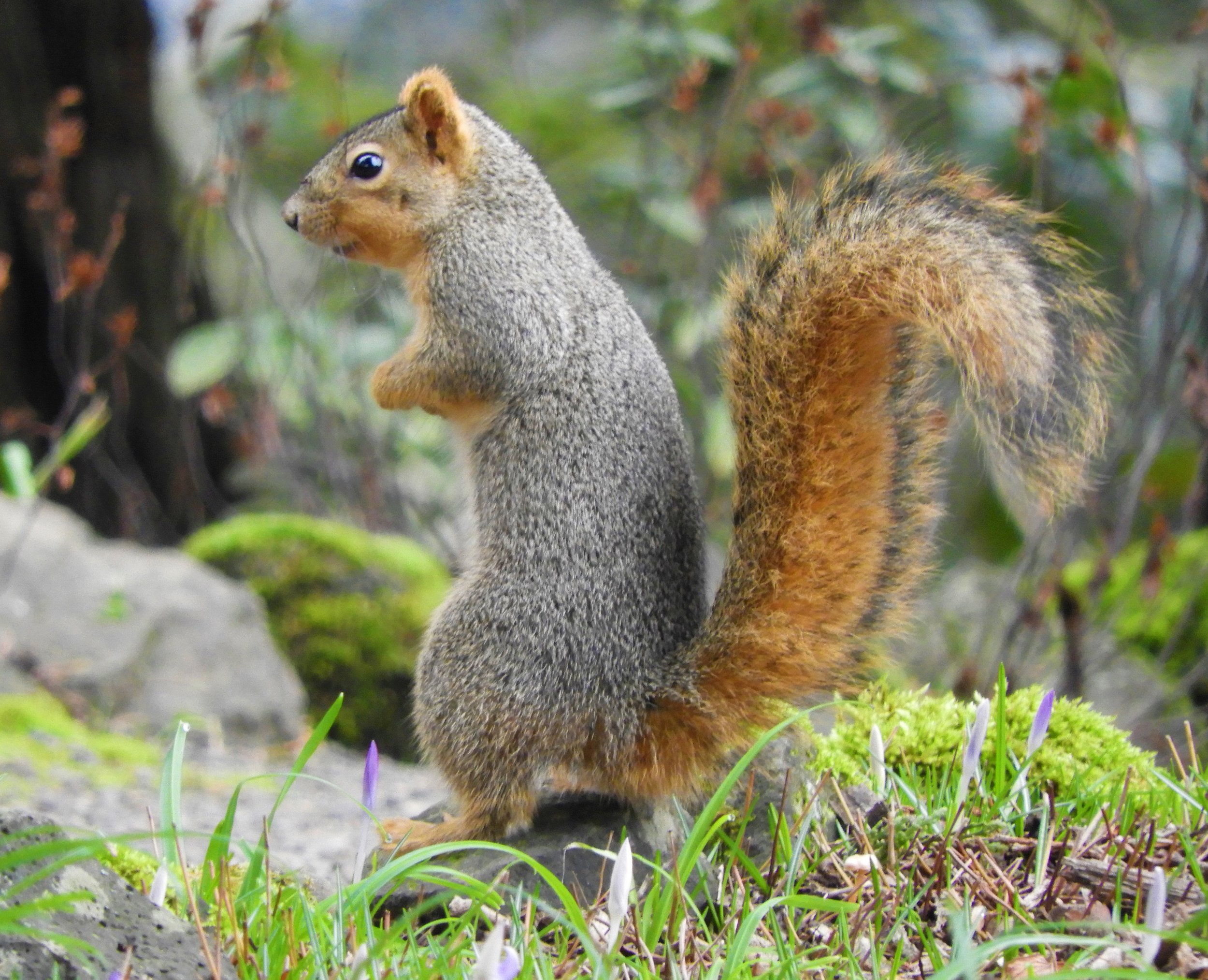 Squirrel