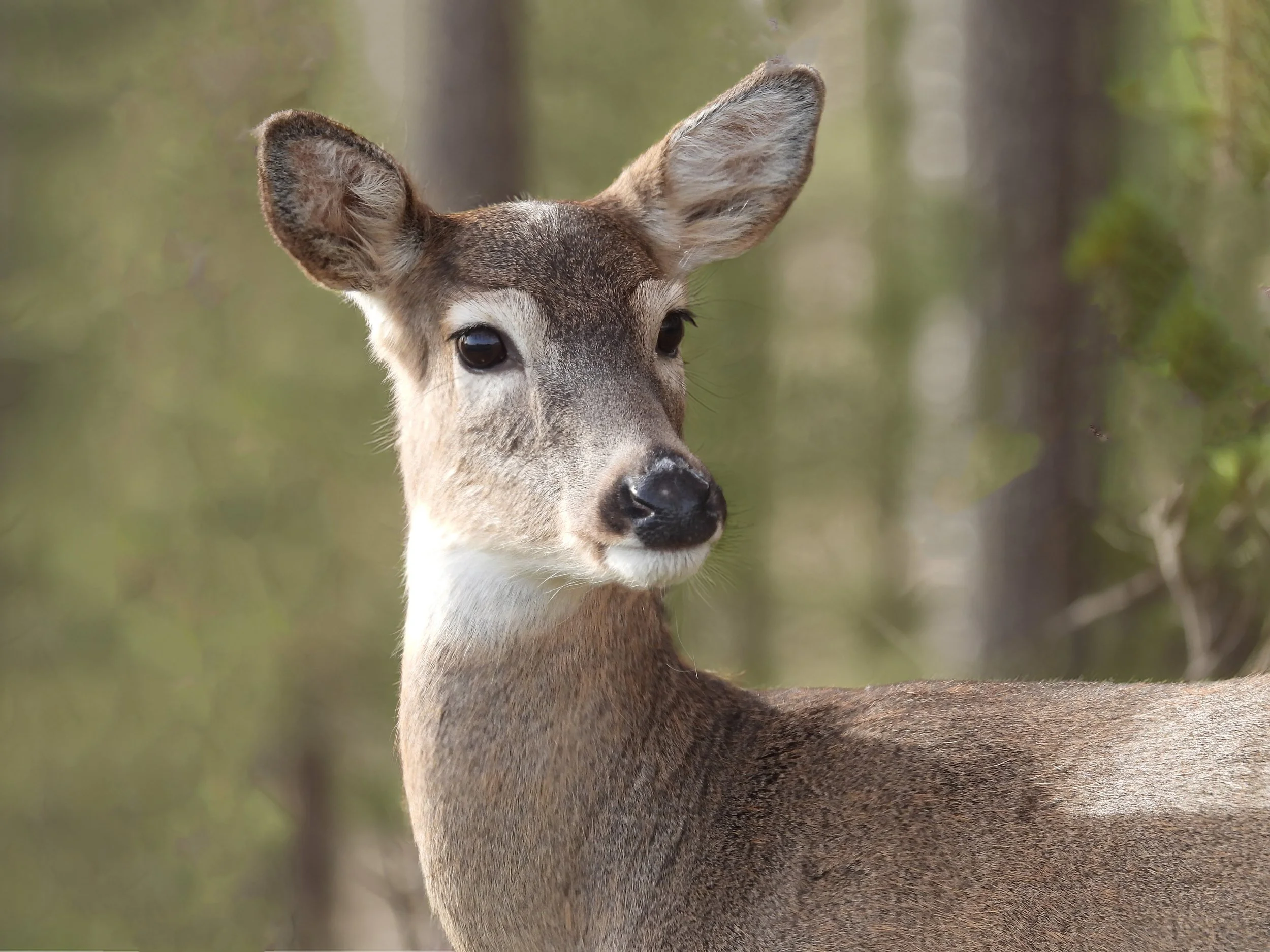 Deer