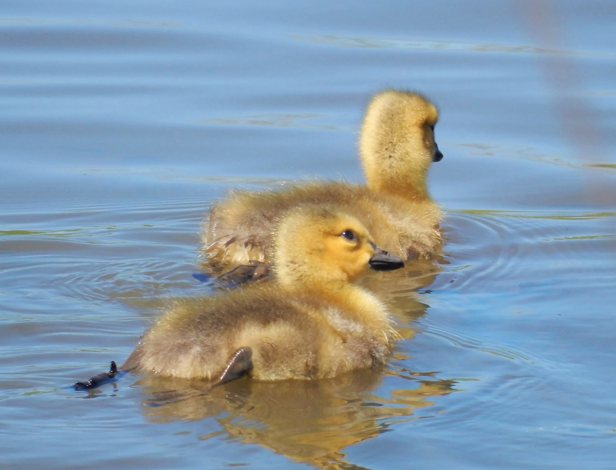 Geese