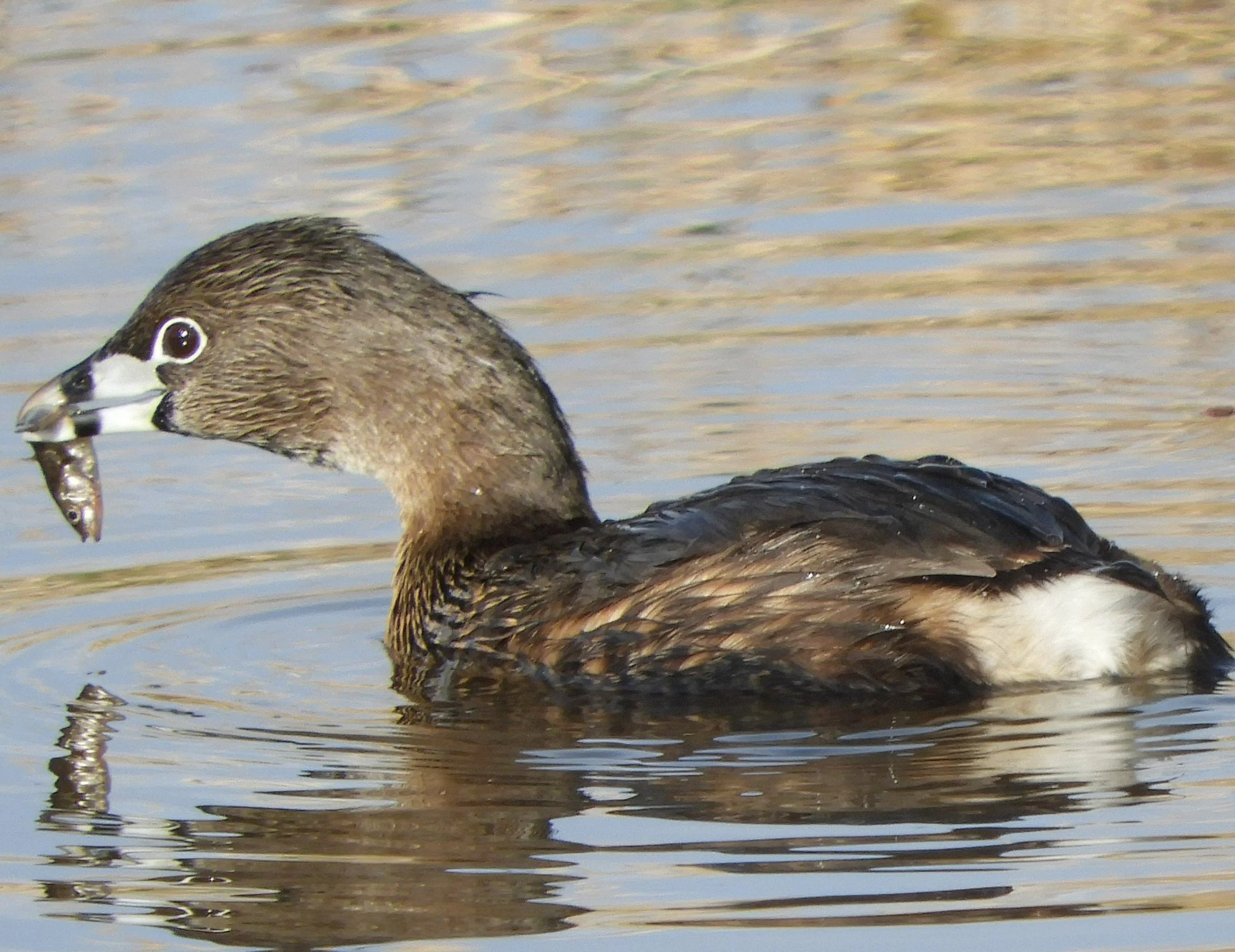 Pied-Billed Grebe