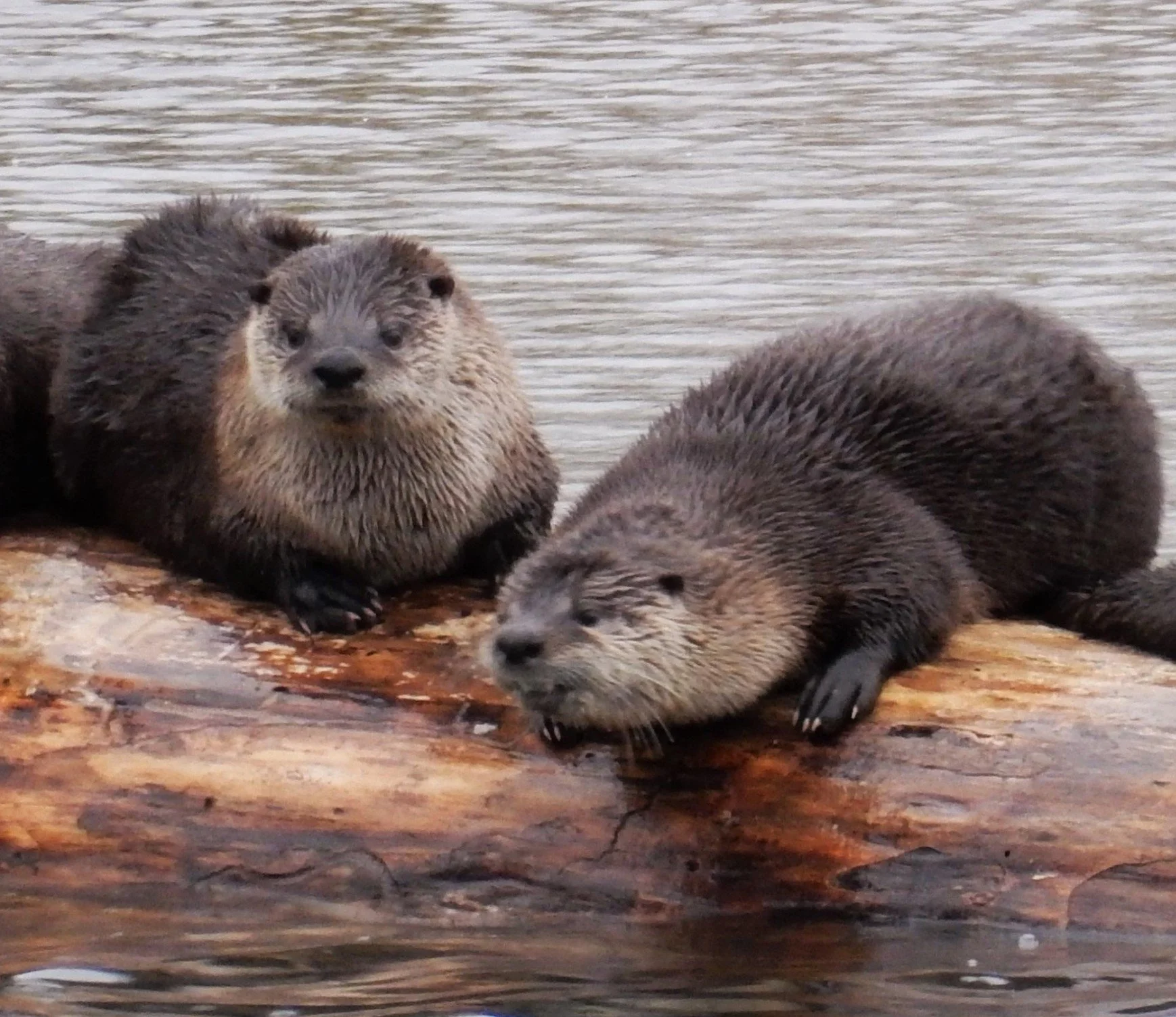 Otters